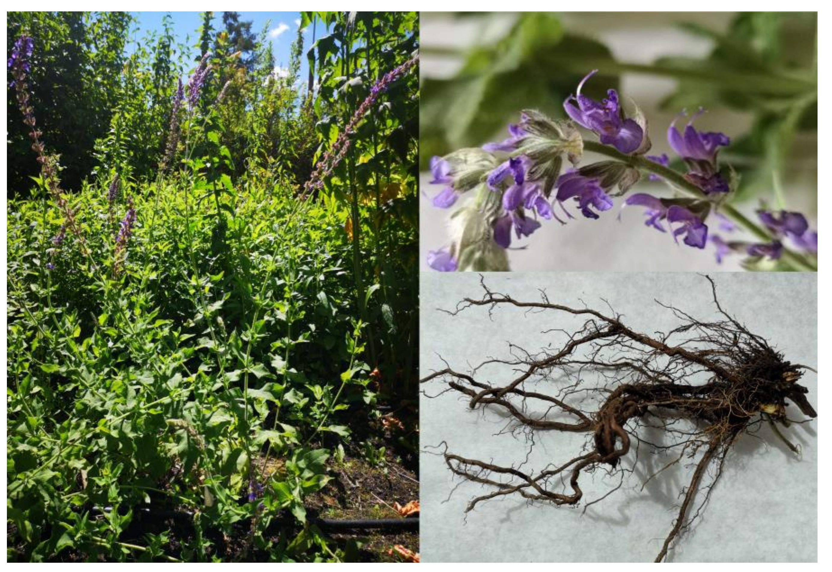 Metabolites 10 00497 g001 Metabolites 10 00497 g001