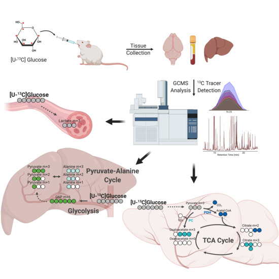 Metabolites Free FullText Oral Gavage Delivery of Stable Isotope