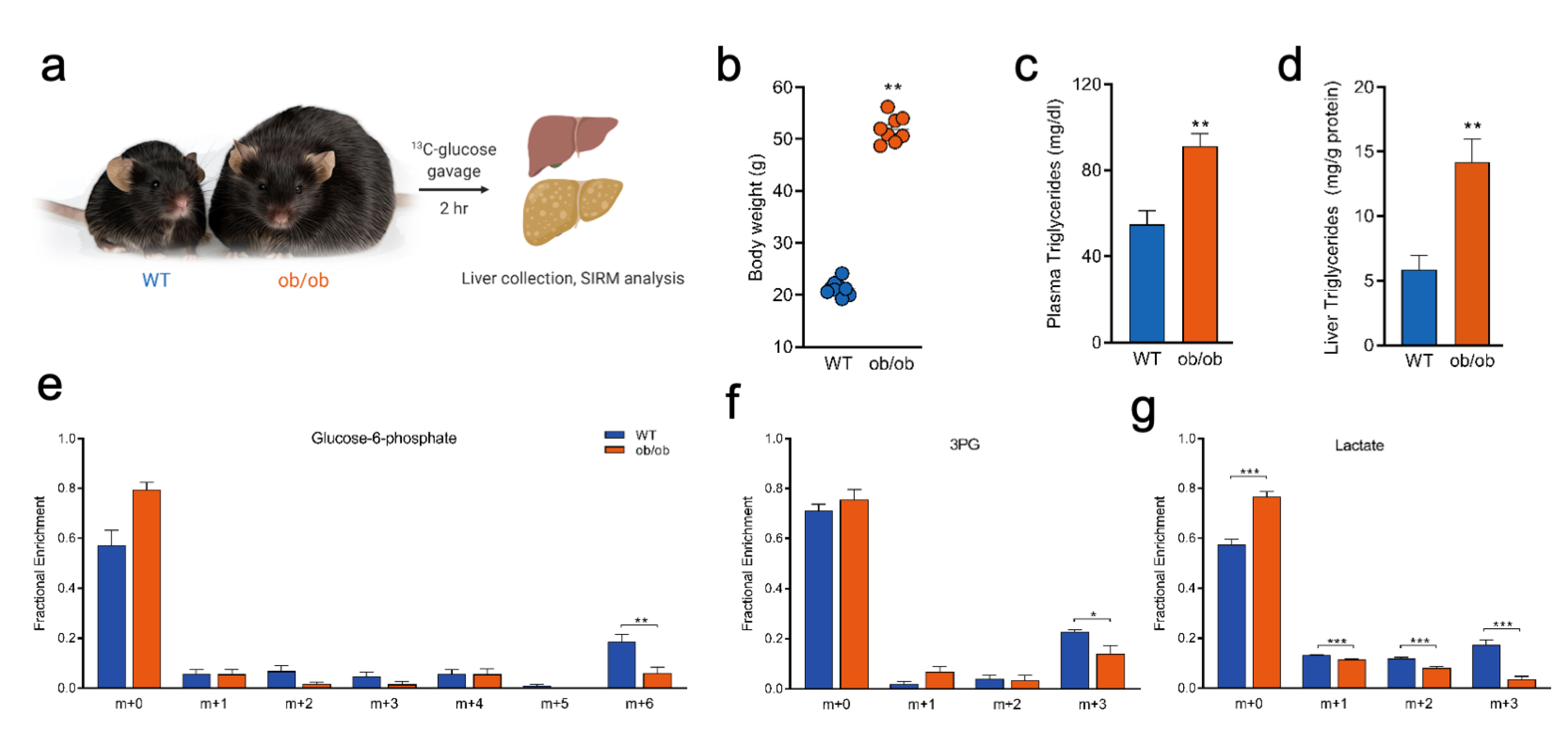 Metabolites 10 00501 g006