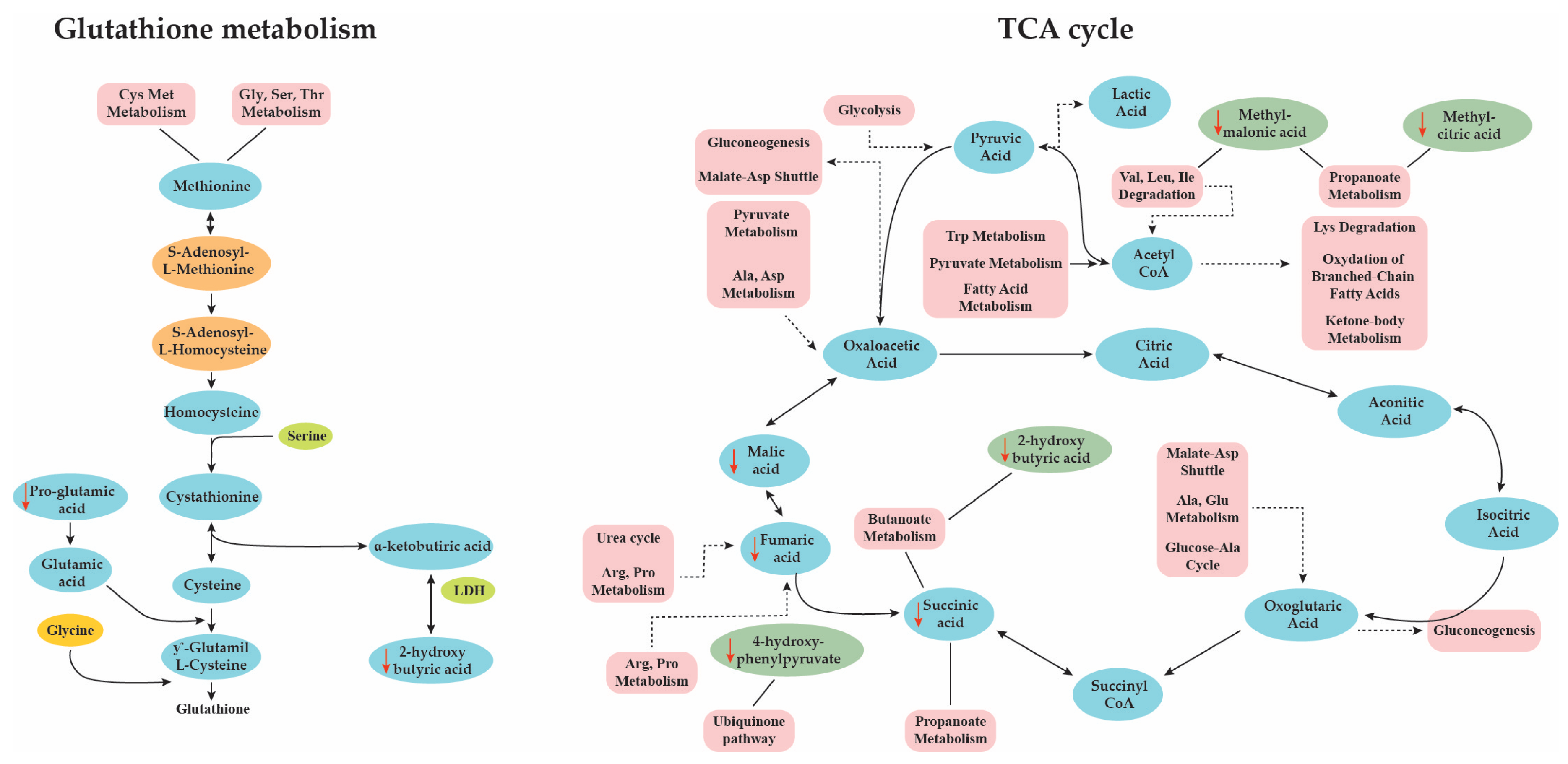 Metabolites 10 00502 g007 Metabolites 10 00502 g007