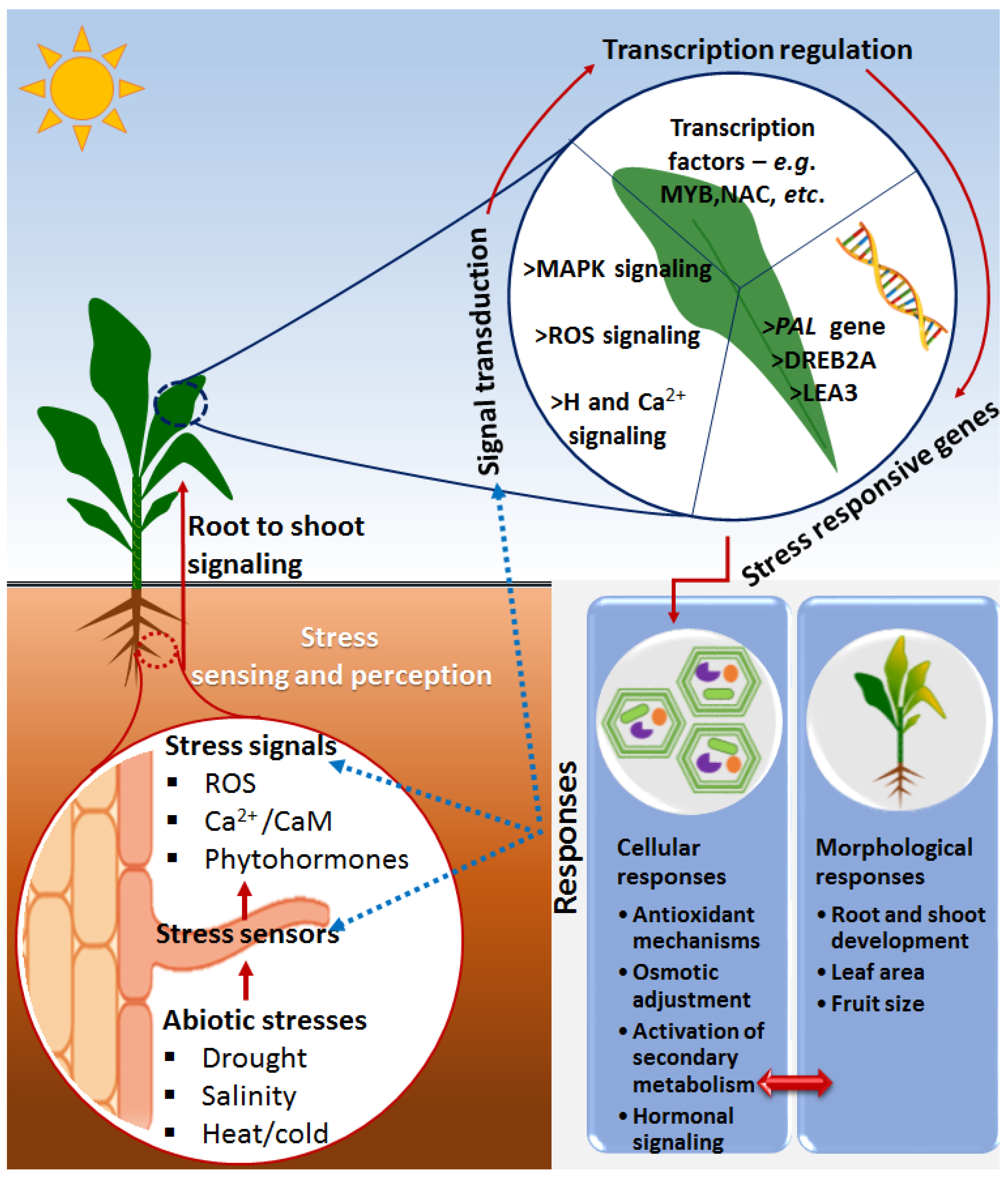 Metabolites | Free Full-Text | Biostimulants for Plant Growth and Mitigation of Abiotic Stresses: A Metabolomics Perspective