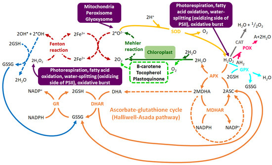 Metabolites 10 00505 g002 550