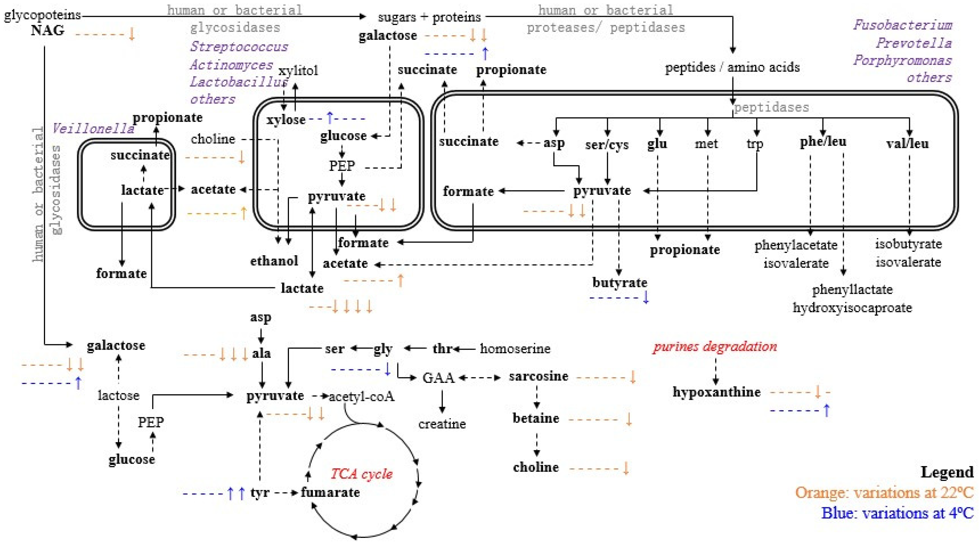 Metabolites 10 00515 g004 Metabolites 10 00515 g004