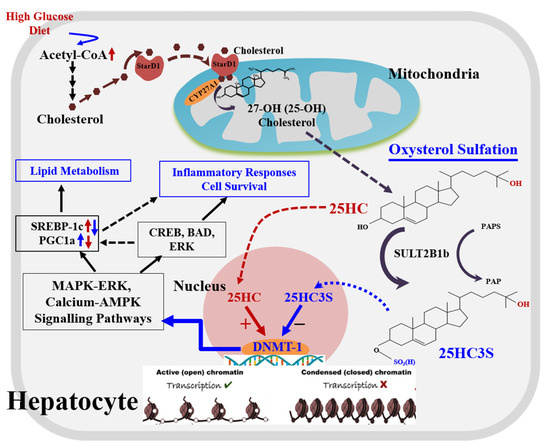 Metabolites 11 00009 g002 550