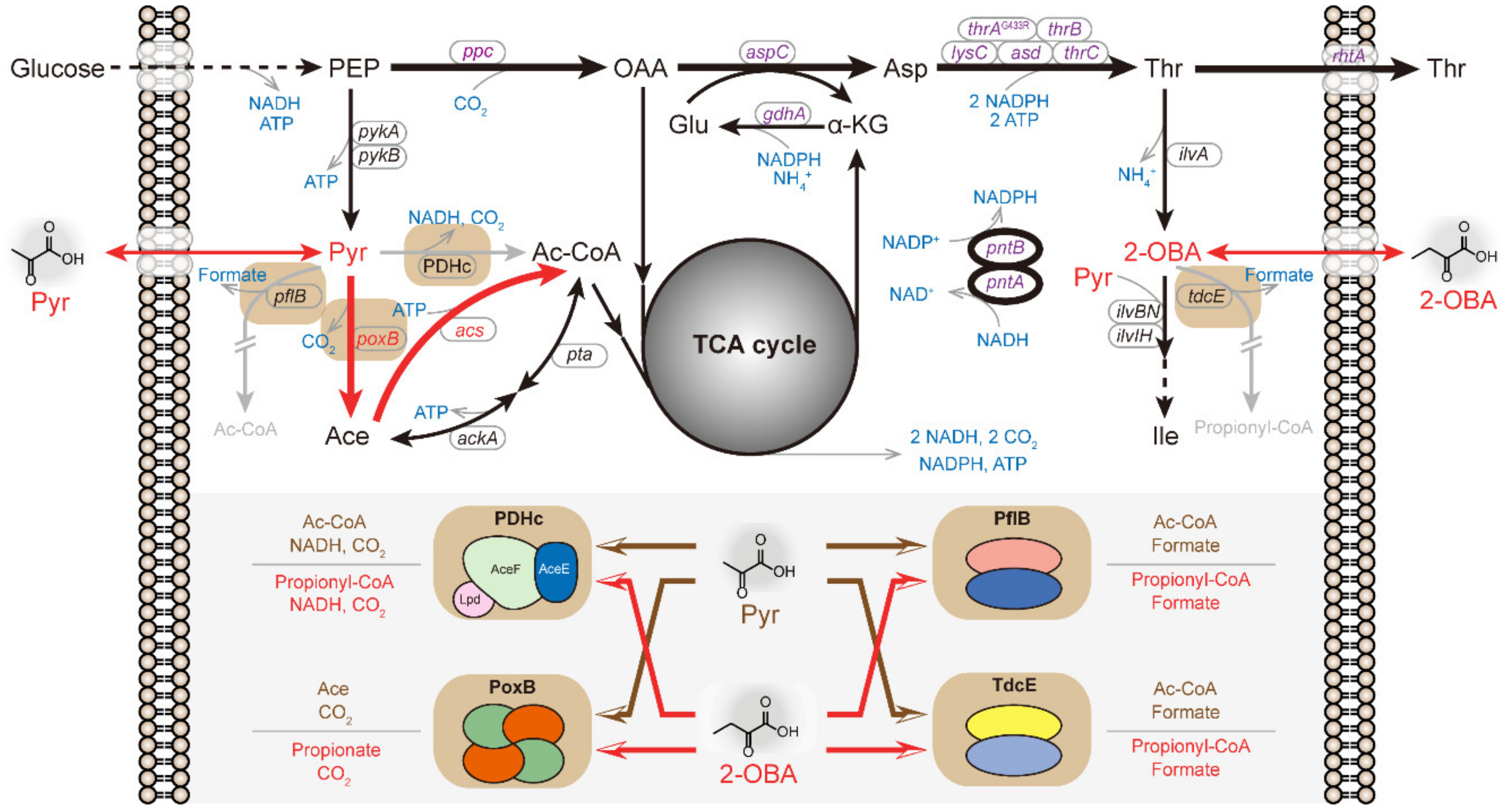Metabolites 11 00030 g001 Metabolites 11 00030 g001