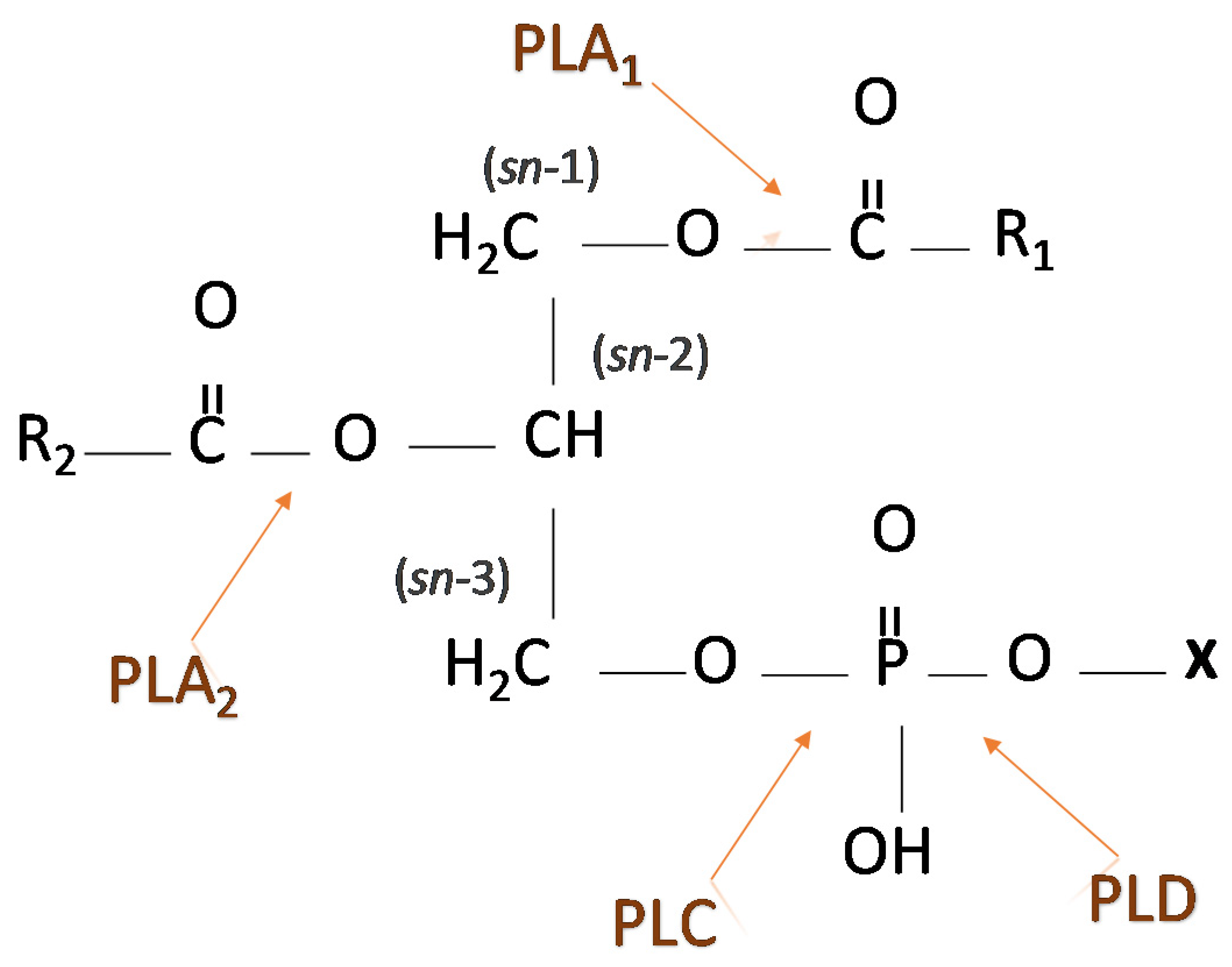 Metabolites 11 00032 g002