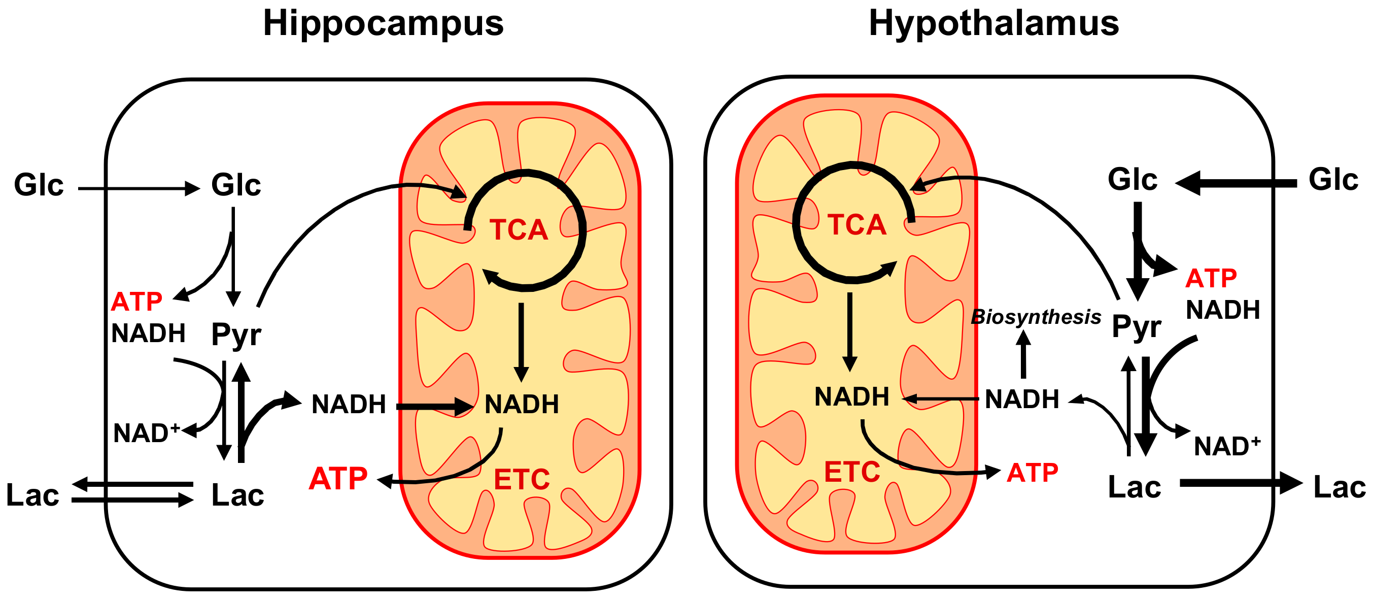 Metabolites 11 00050 g005
