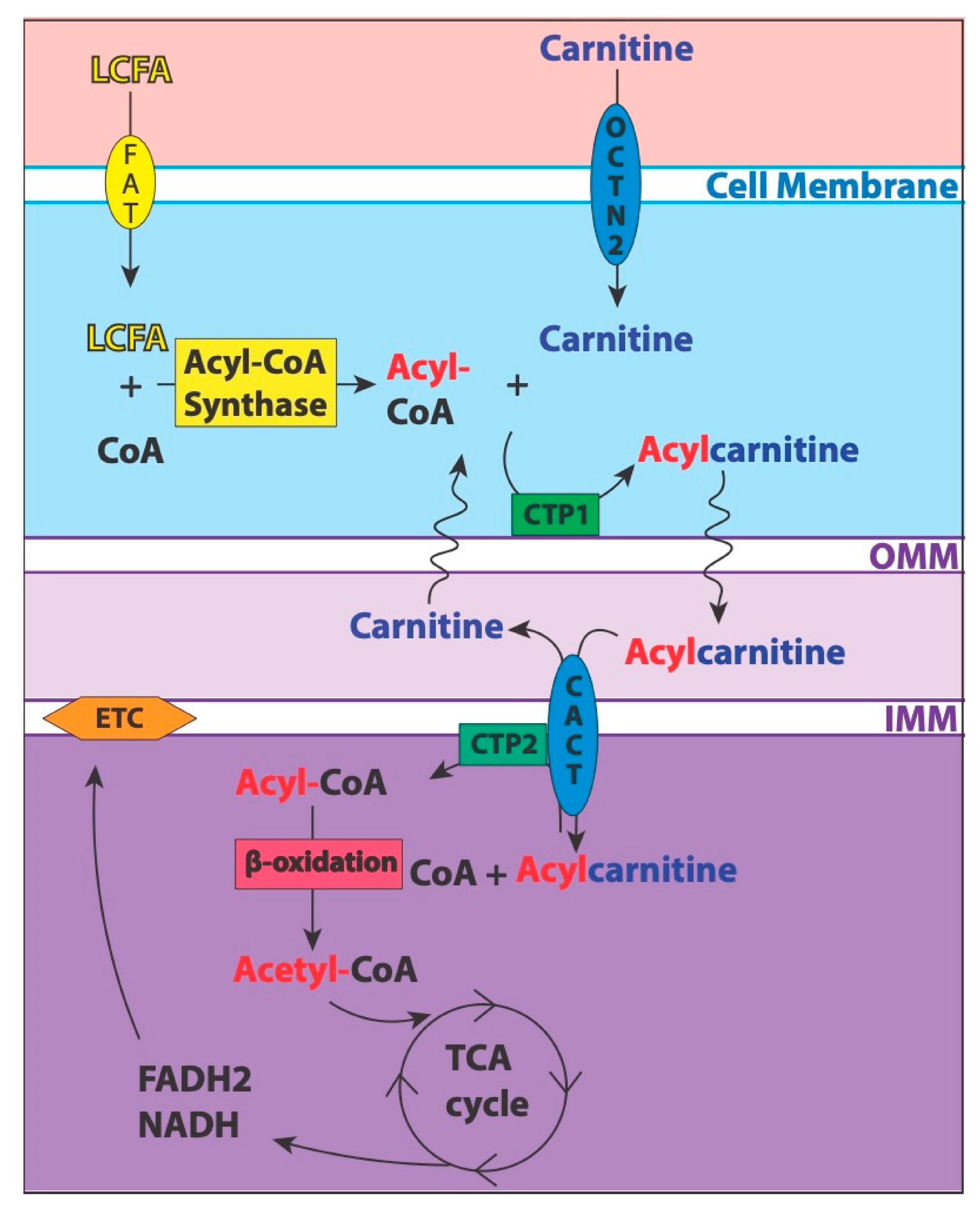 Carnitine Shuttle