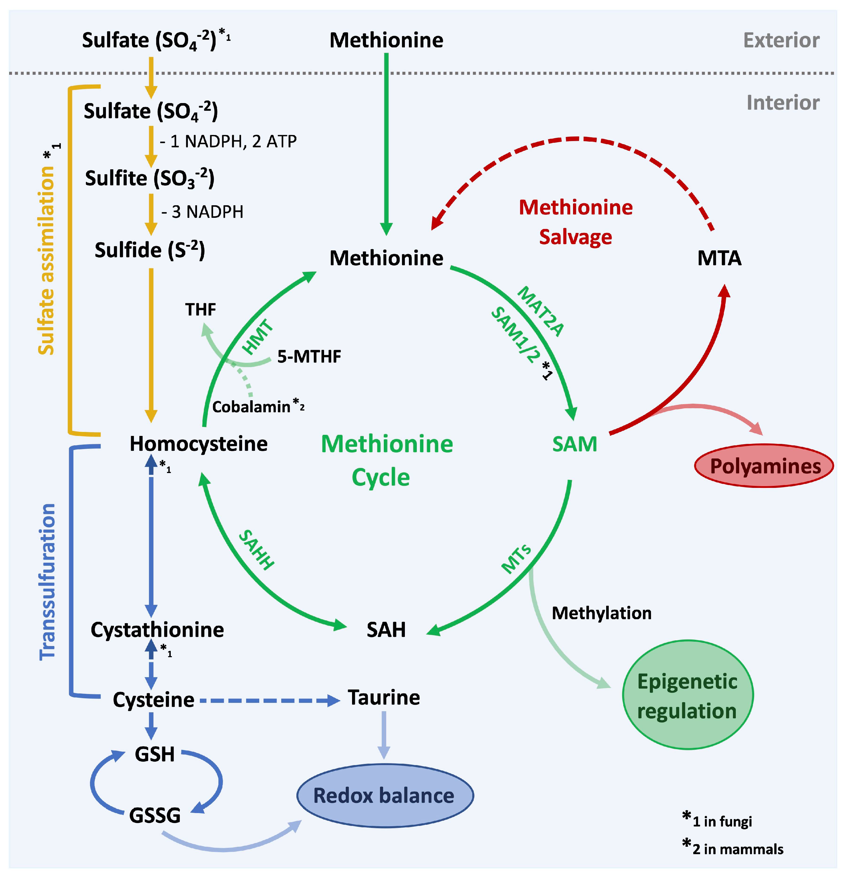 Metabolites 11 00083 g001 Metabolites 11 00083 g001