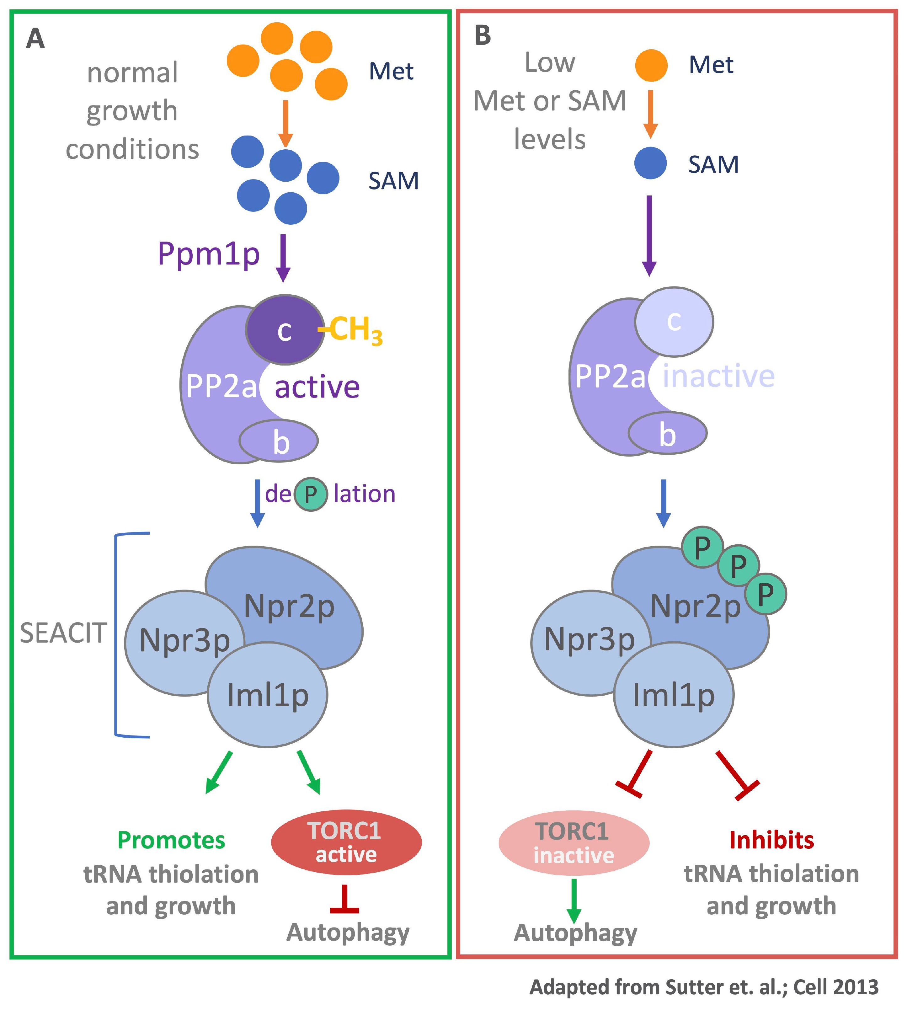Metabolites 11 00083 g003 Metabolites 11 00083 g003