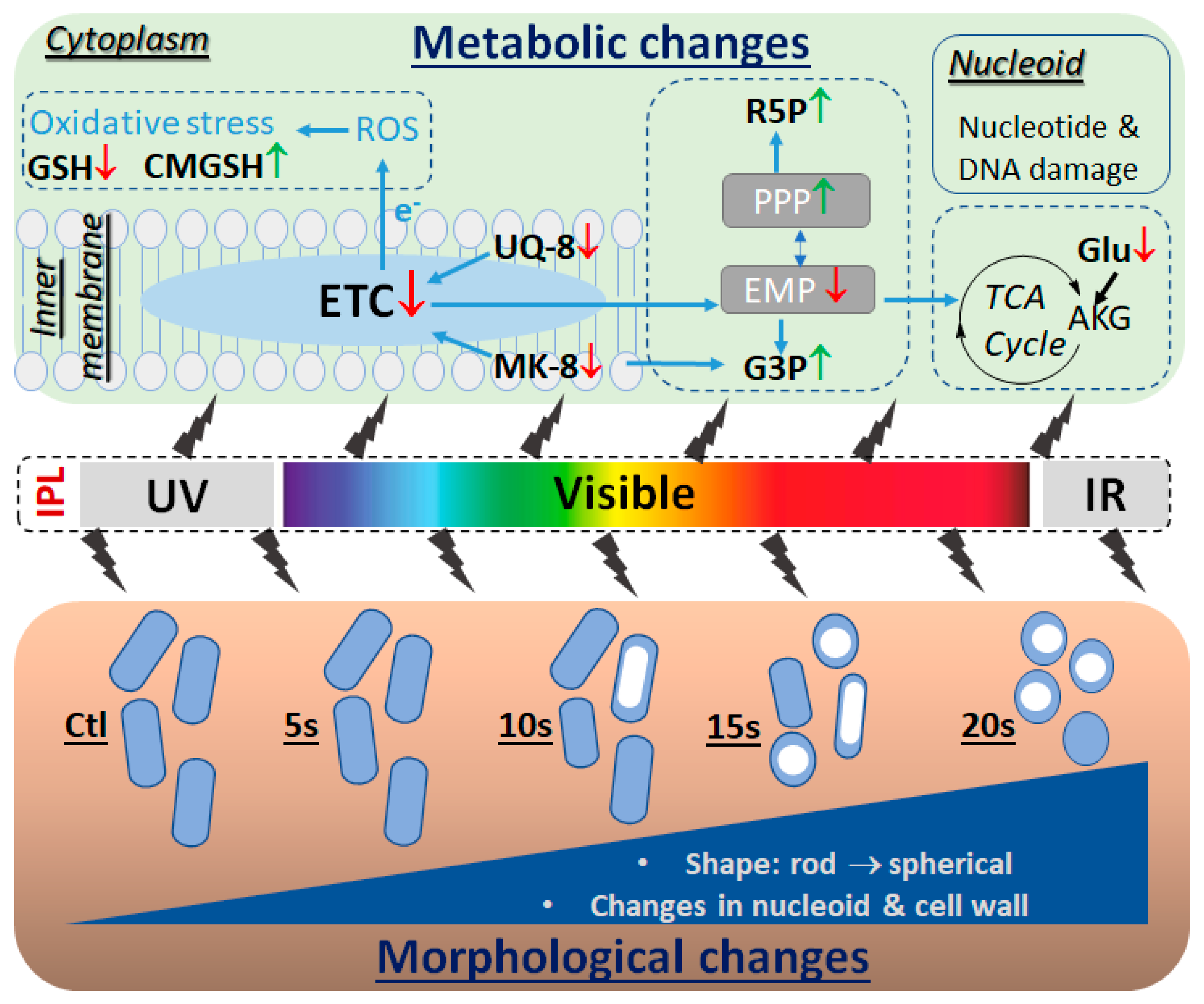 Metabolites 11 00102 g005
