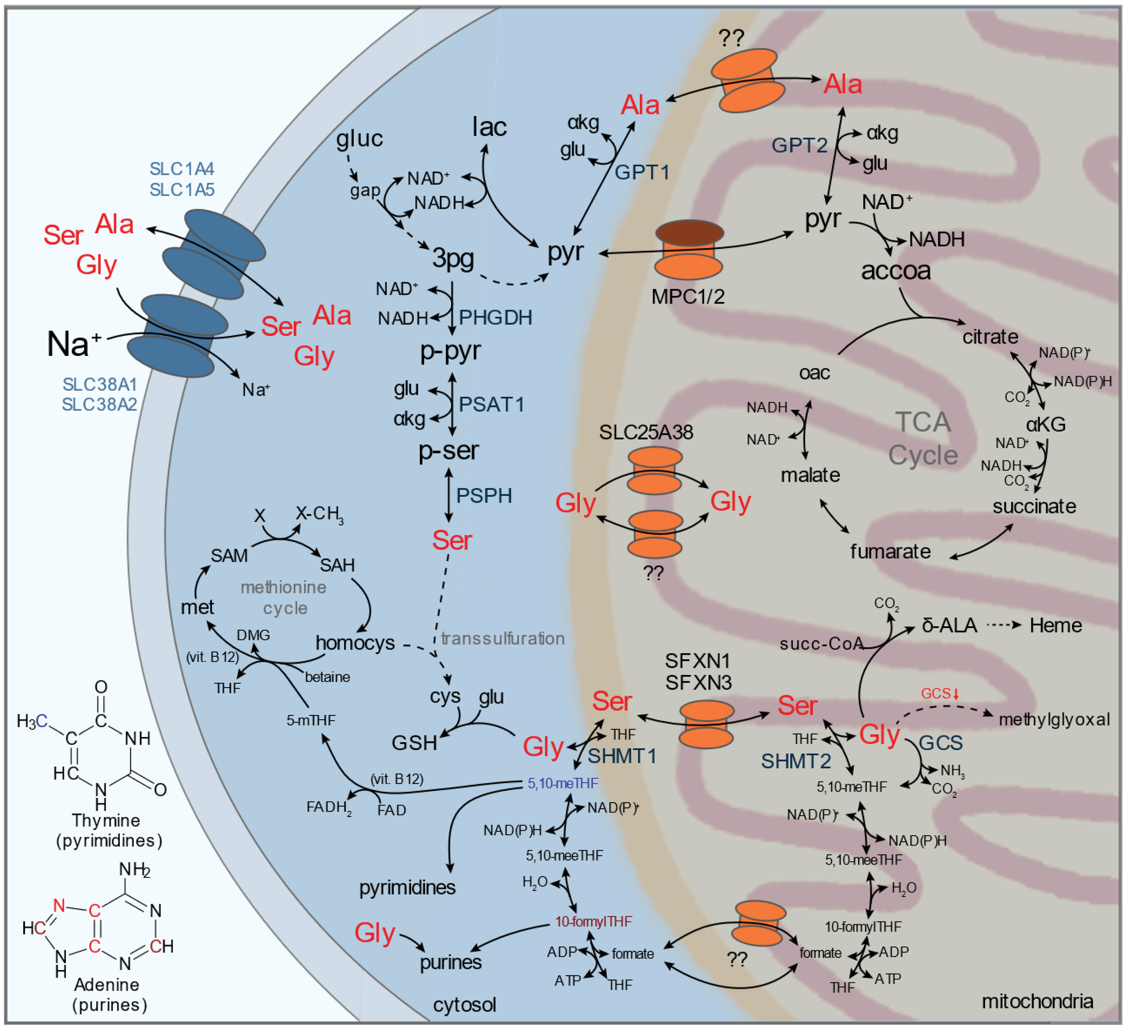 Metabolites 11 00112 g003