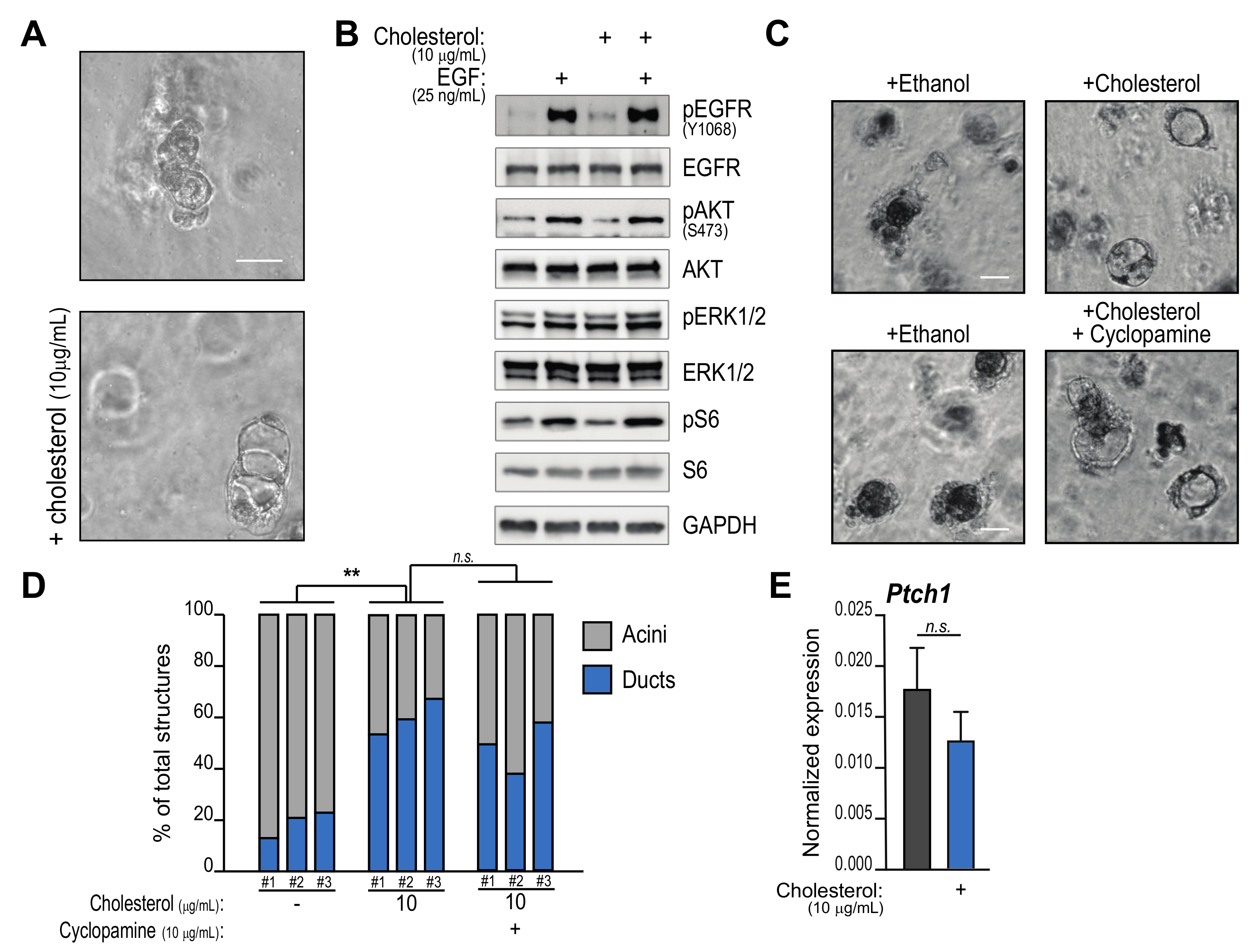 Effects of local perfusion of alpha-methyl-p-tyrosine (AMPT; 100 µM) on