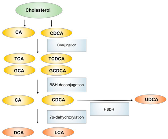 Metabolites Free Full Text Microbial Metabolites In Colorectal Cancer Basic And Clinical Implications Html