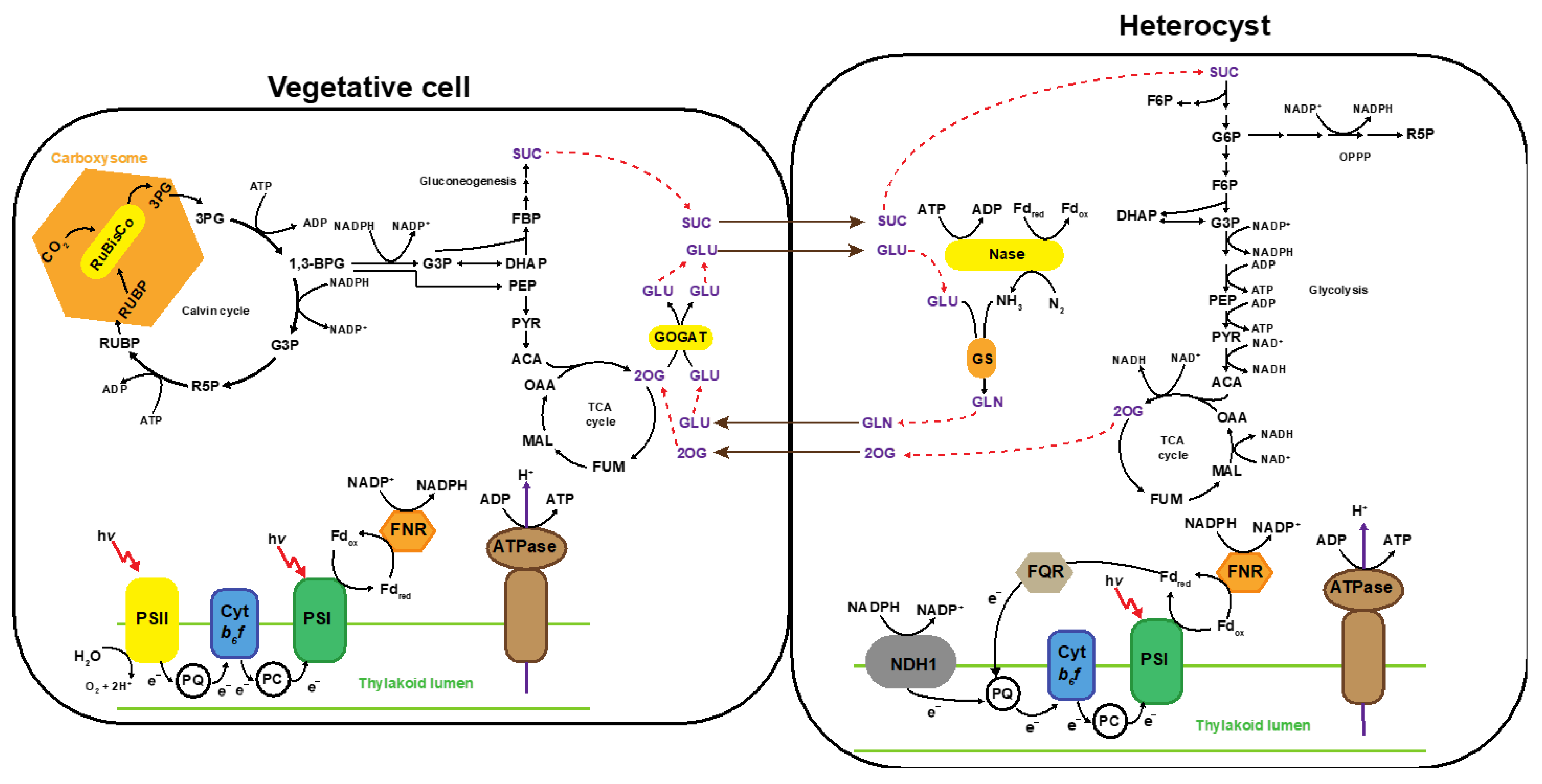Metabolites 11 00168 g001 Metabolites 11 00168 g001