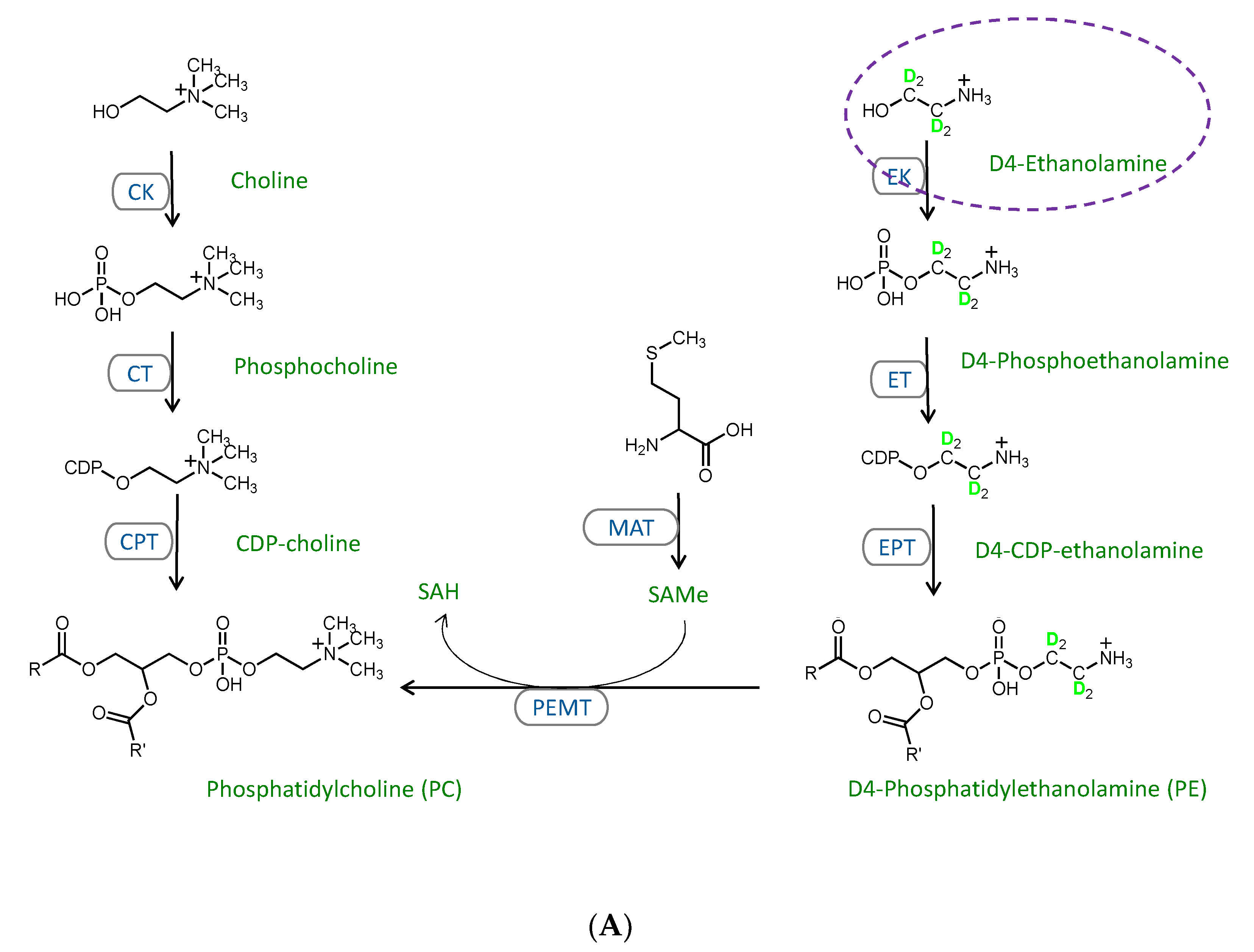 Metabolites 11 00188 g003a Metabolites 11 00188 g003a