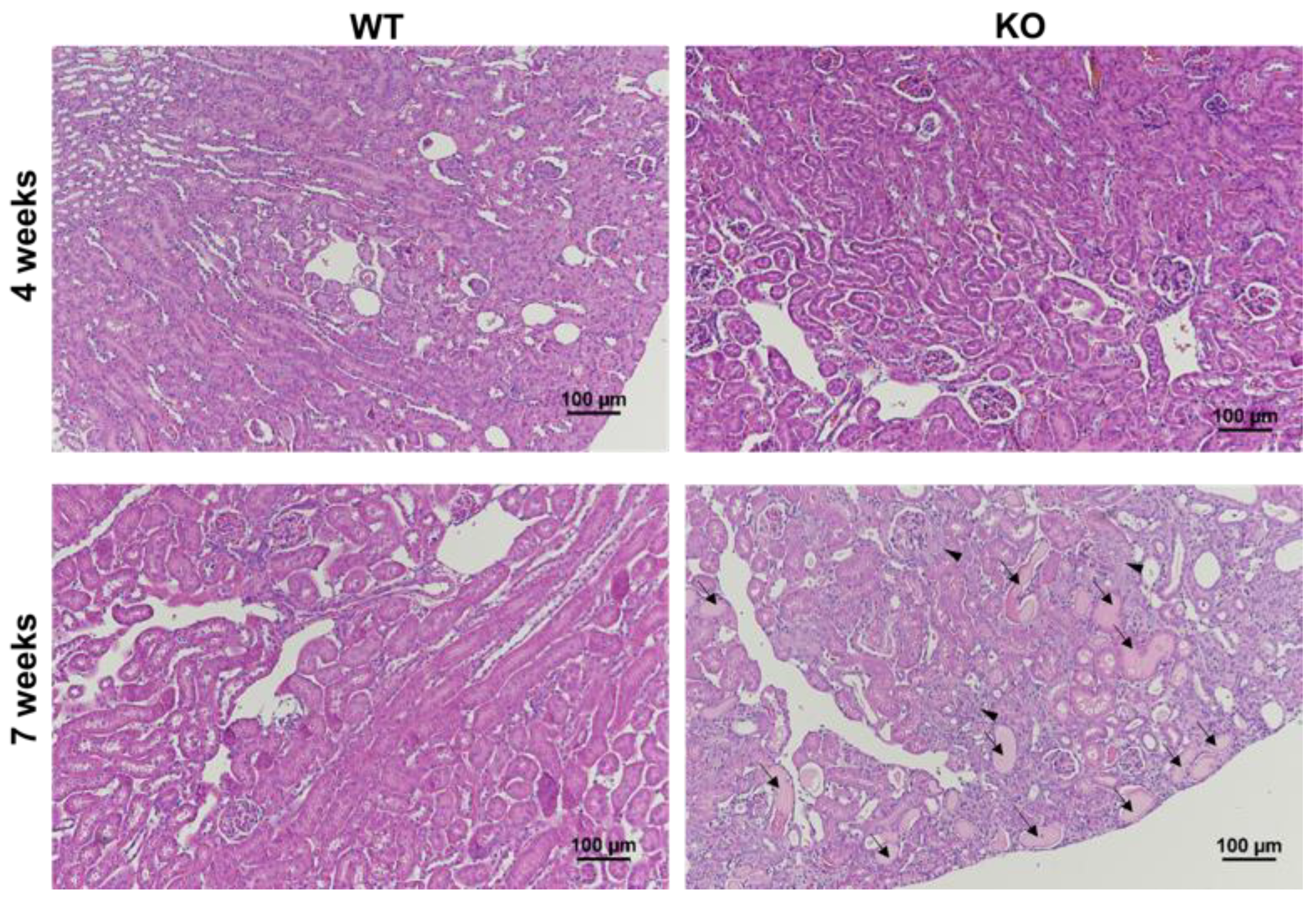 Metabolites 11 00222 g001 Metabolites 11 00222 g001