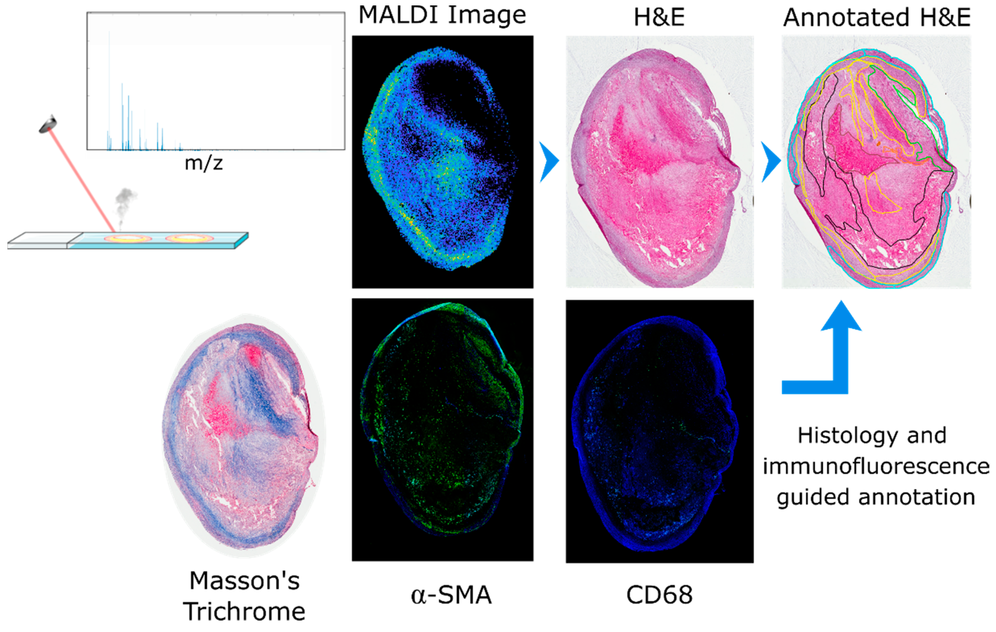 Metabolites 11 00250 g001 Metabolites 11 00250 g001