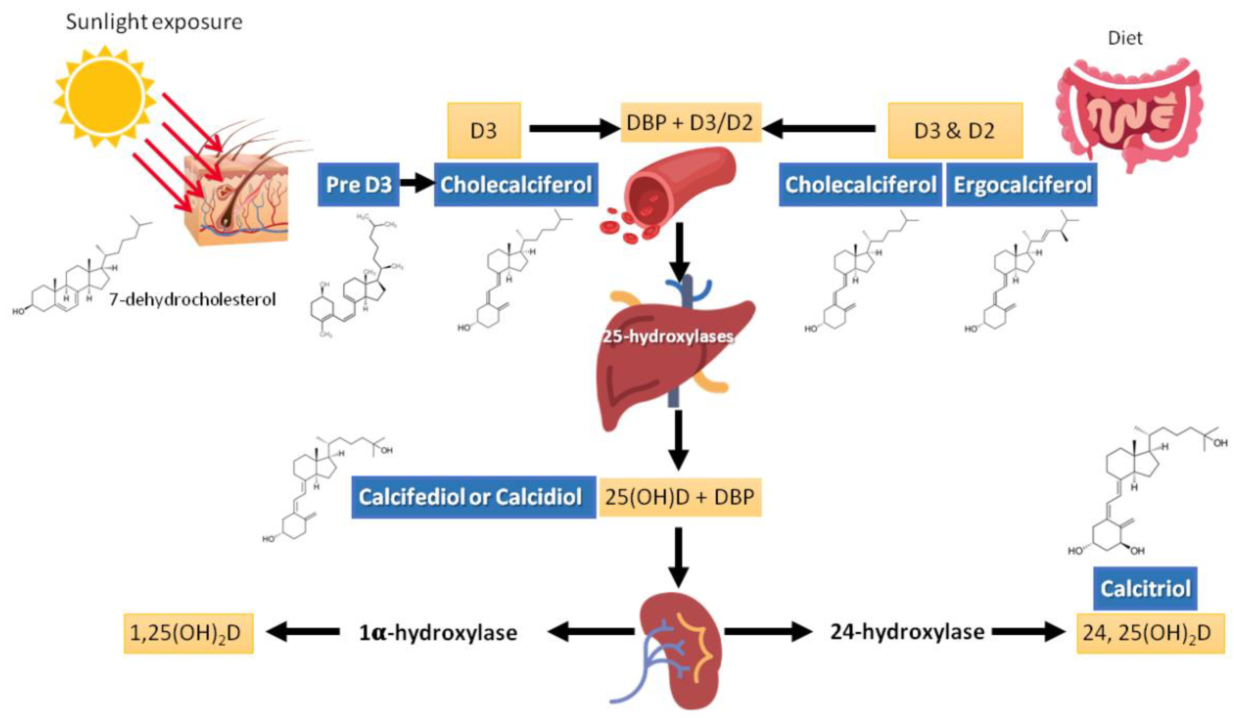 Increase Vitamin D Absorption