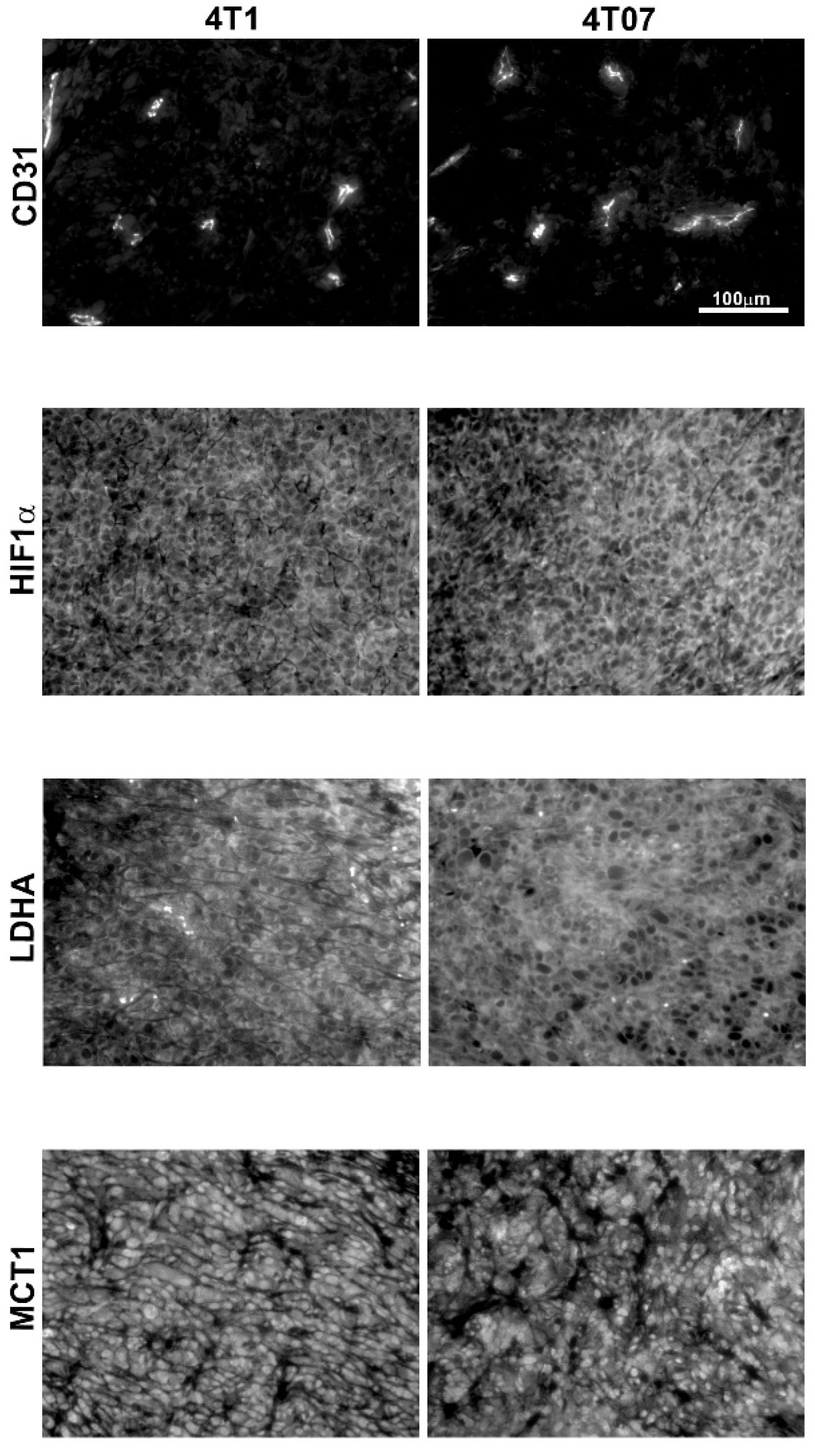 Metabolites 11 00274 g0a1 Metabolites 11 00274 g0a1