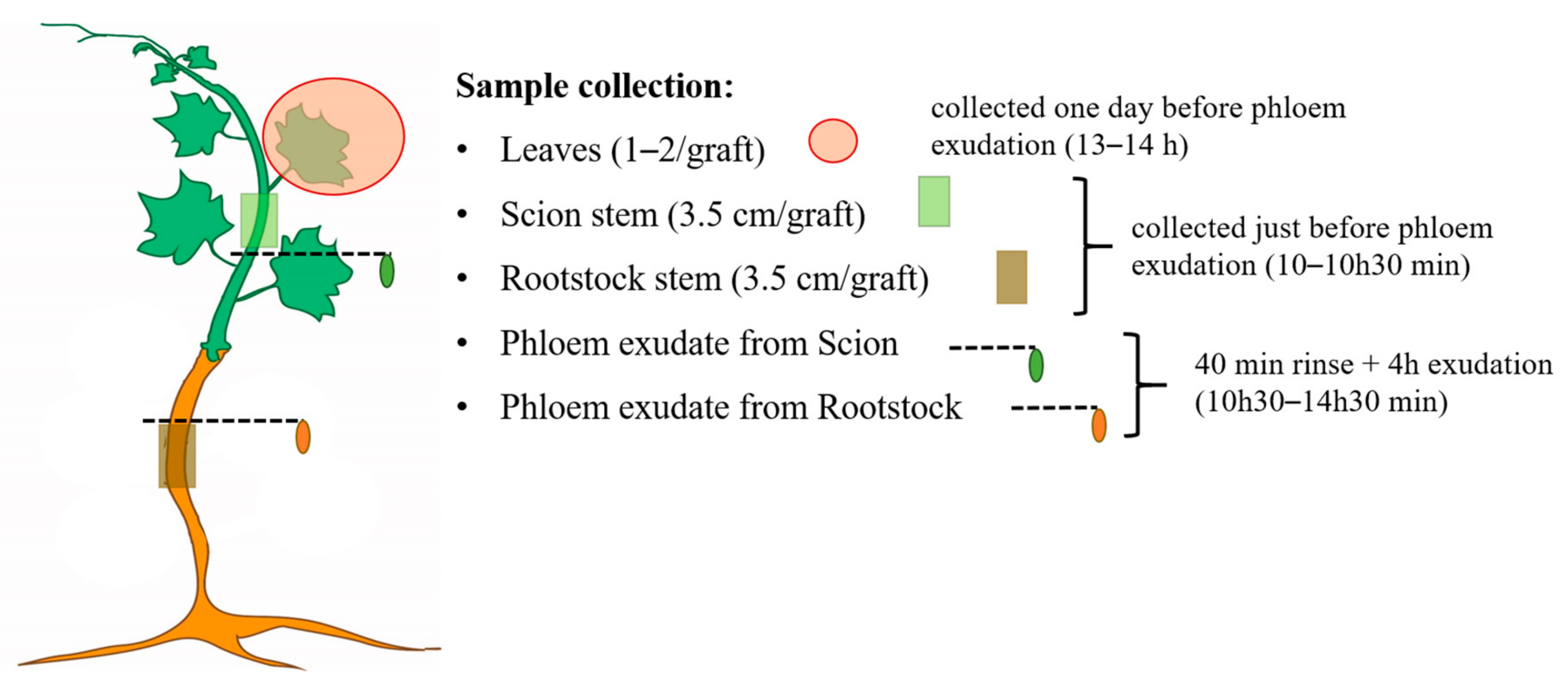 Metabolites 11 00349 g006