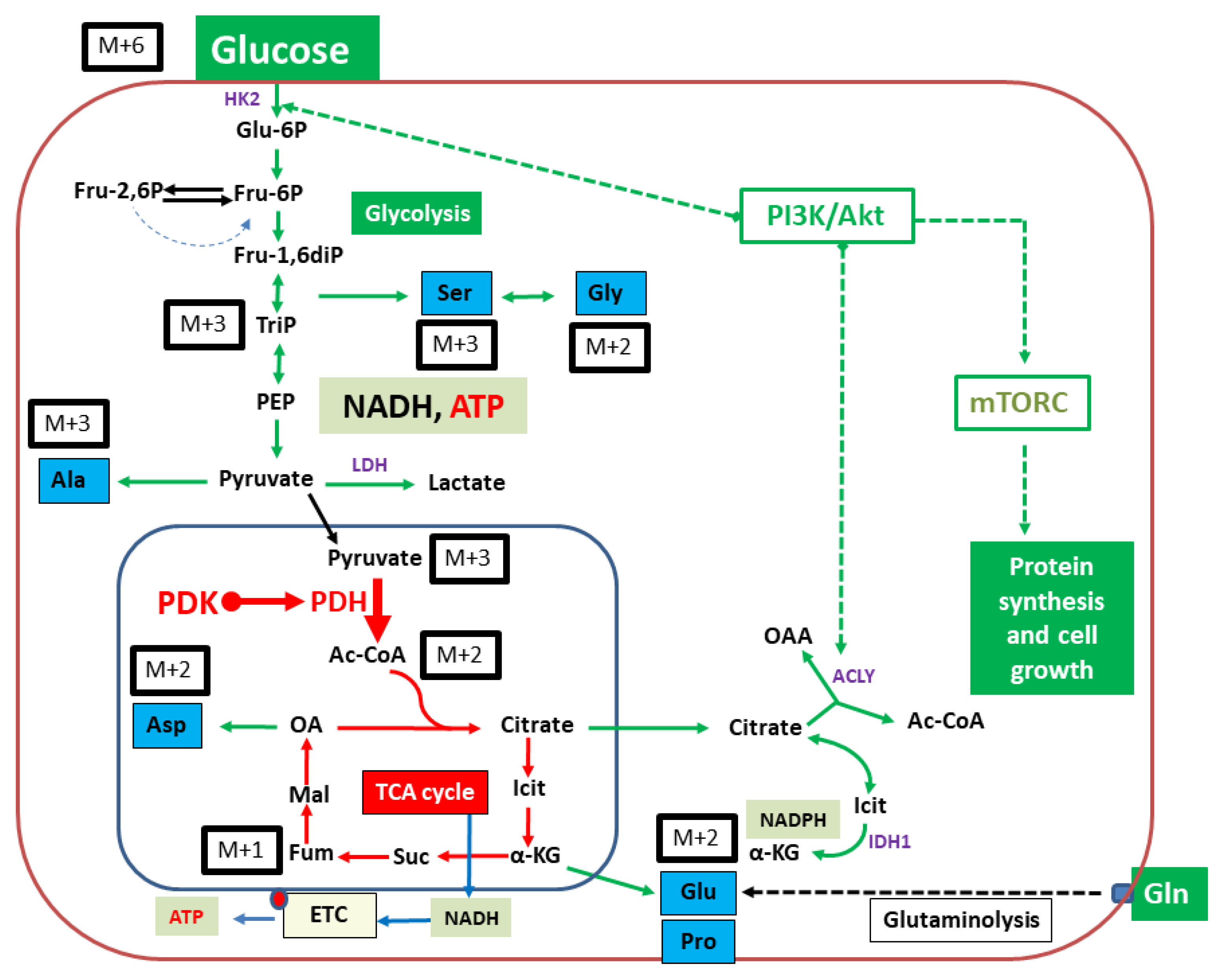 Metabolites 11 00350 g002 Metabolites 11 00350 g002
