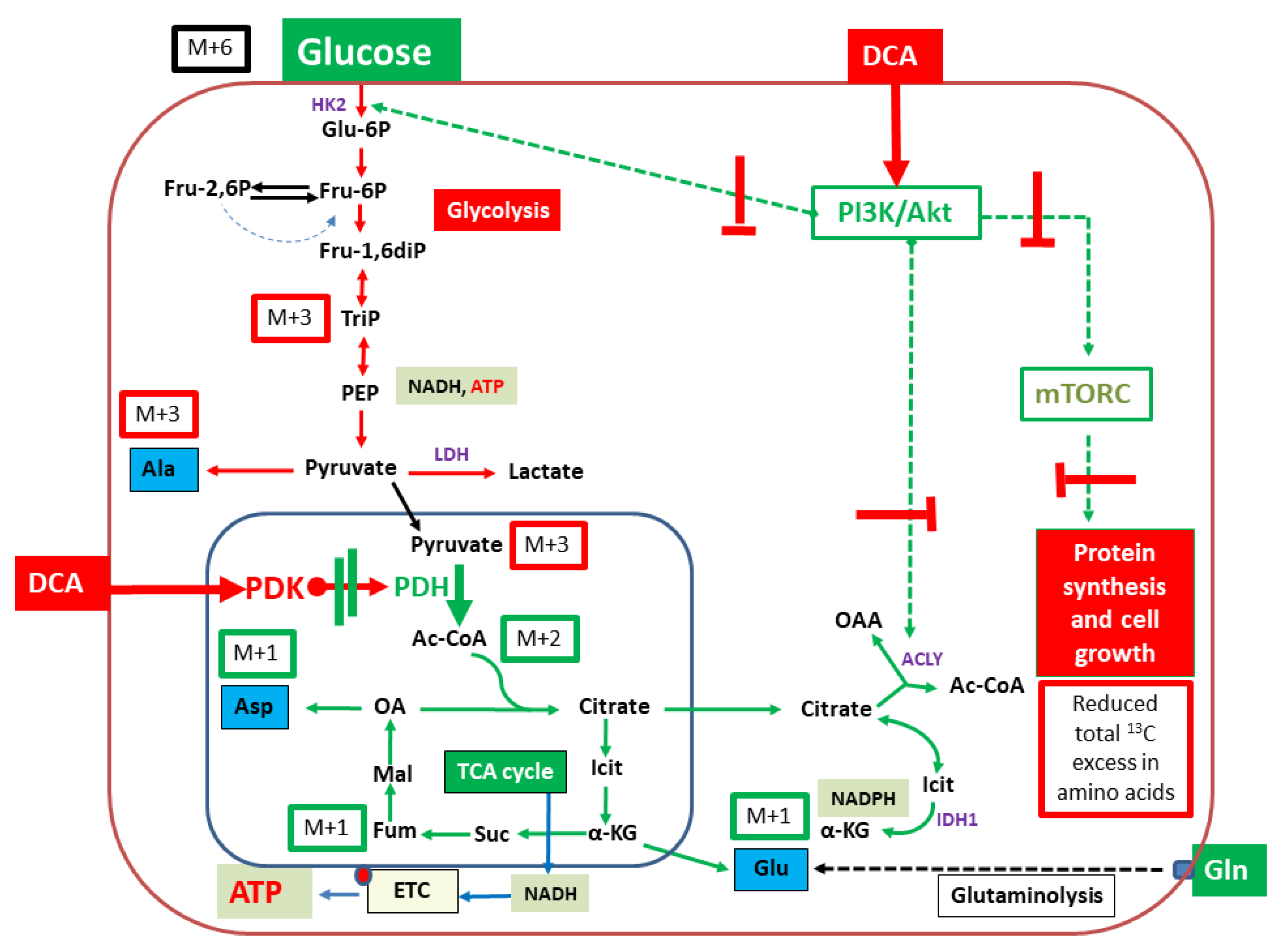 Metabolites 11 00350 g006 Metabolites 11 00350 g006