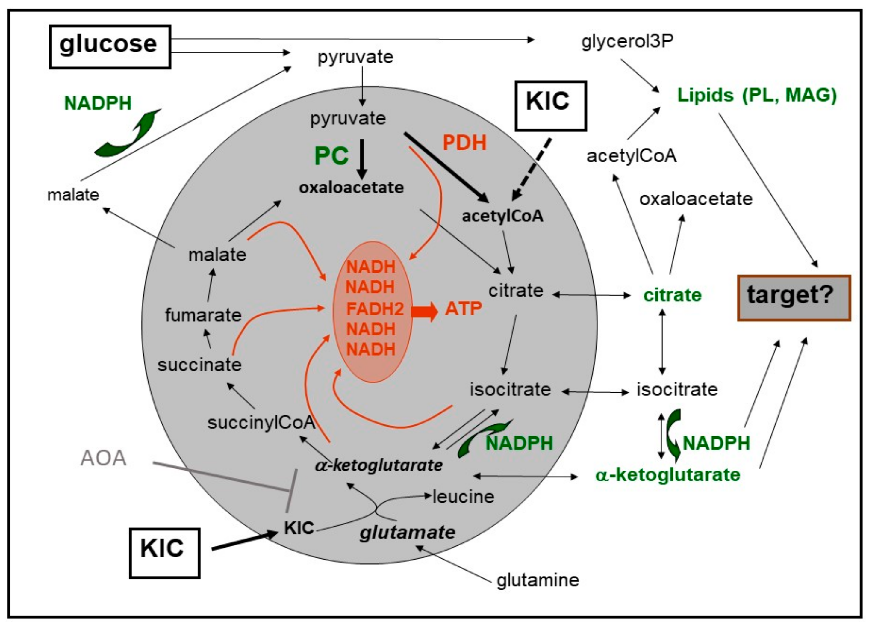 Metabolites 11 00355 g001