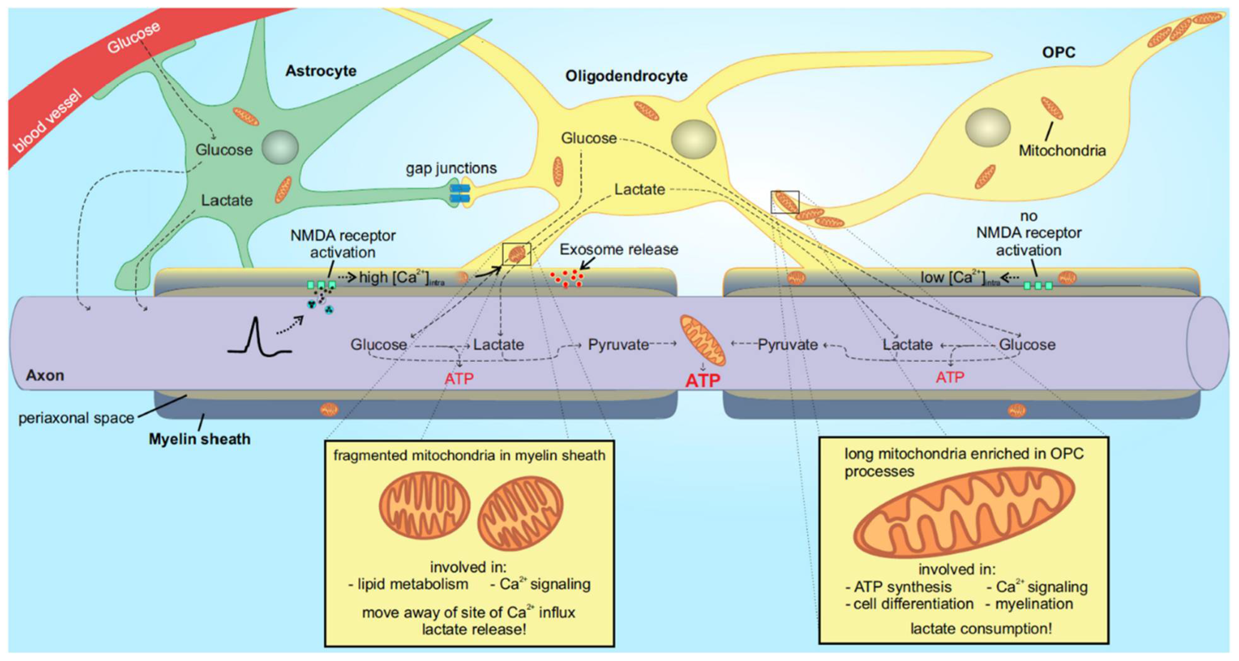 Metabolites 11 00359 g001 Metabolites 11 00359 g001