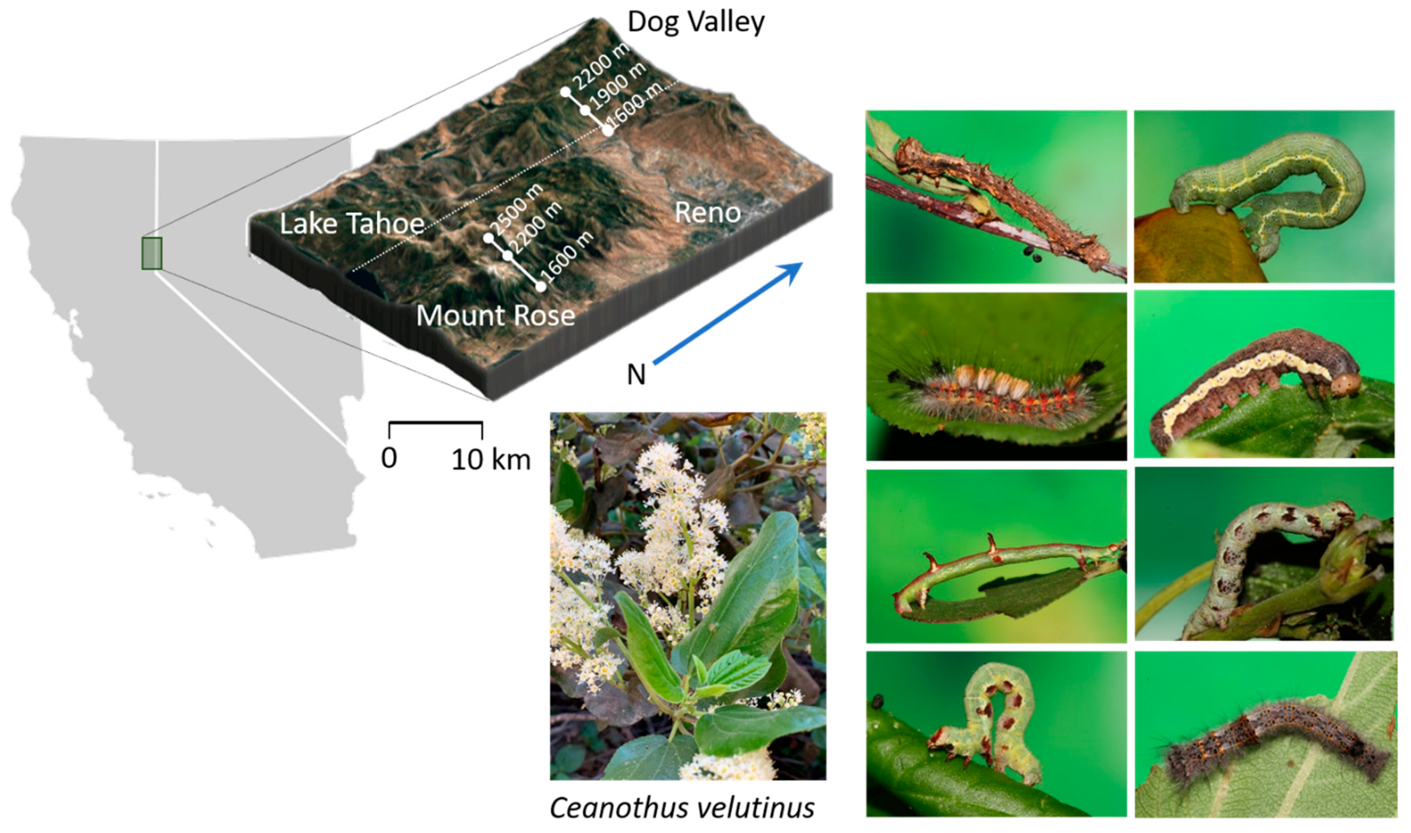 Metabolites Free Full Text Opposing Effects Of Ceanothus Velutinus Phytochemistry On Herbivore Communities At Multiple Scales Html