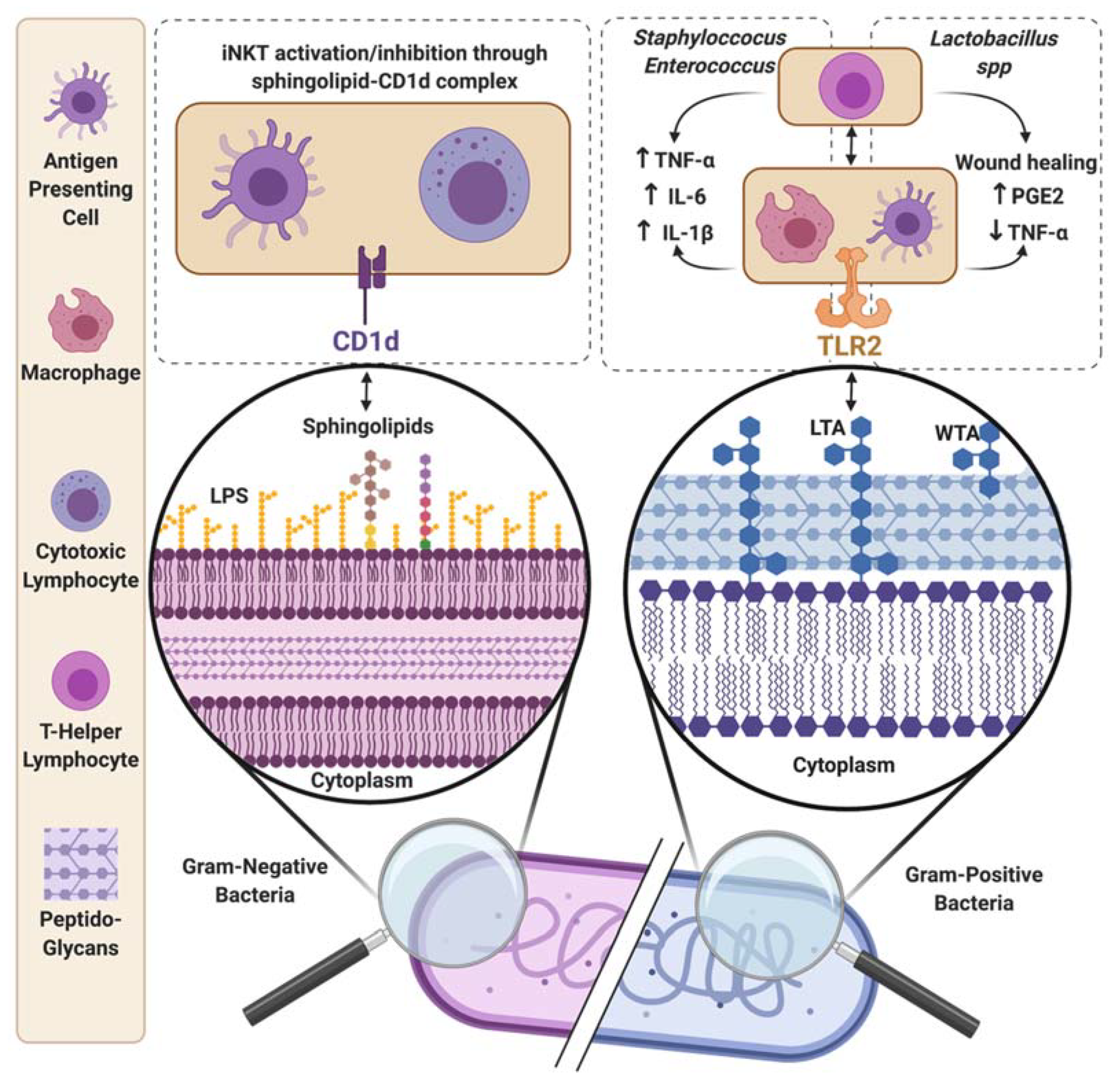 Metabolites 11 00406 g004 Metabolites 11 00406 g004