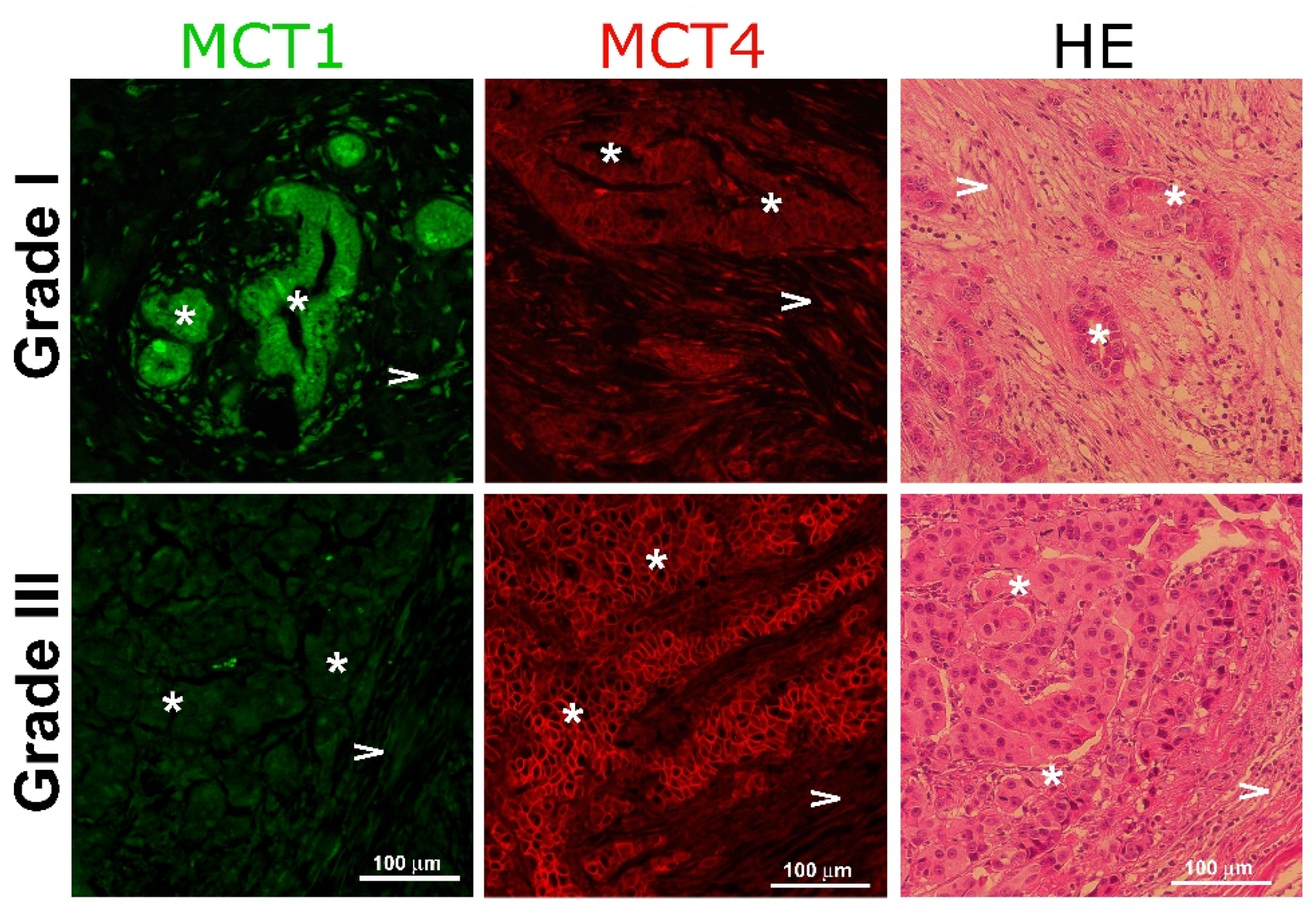 Metabolites 11 00432 g006 550