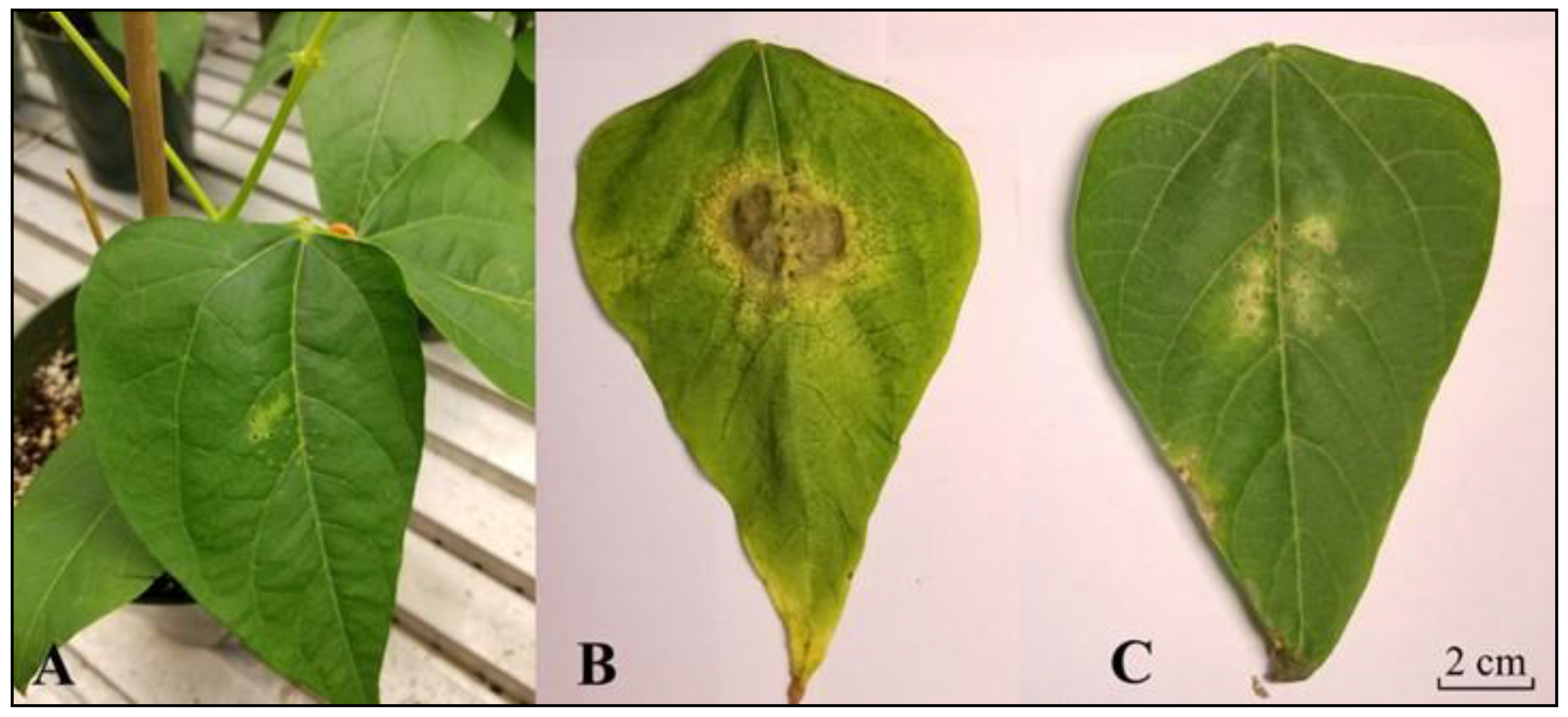 Metabolites 11 00433 g002