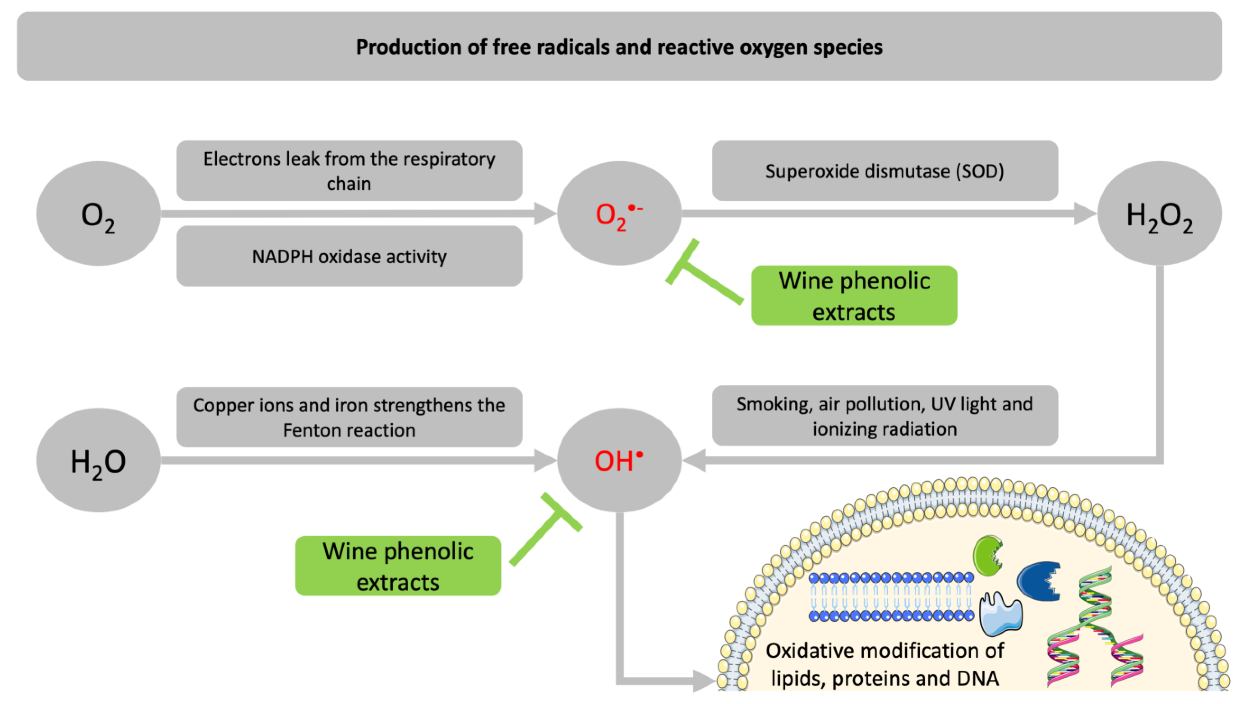 Metabolites 11 00436 g004