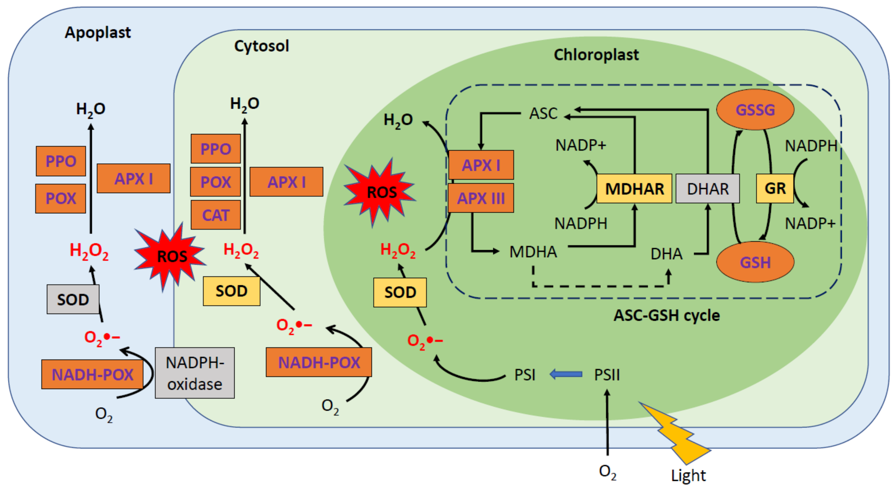Metabolites 11 00465 g001 Metabolites 11 00465 g001