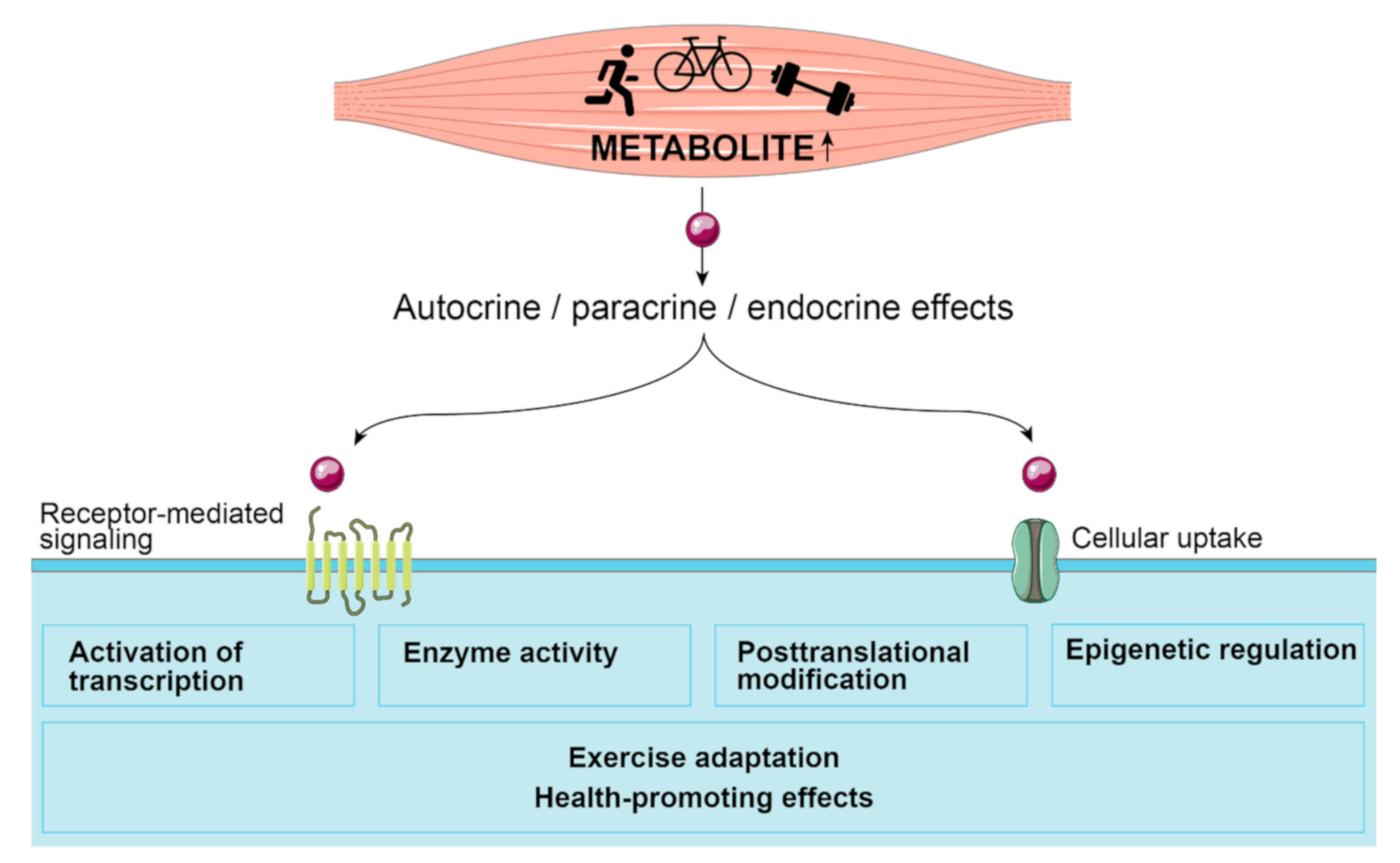 Metabolites 11 00474 g001