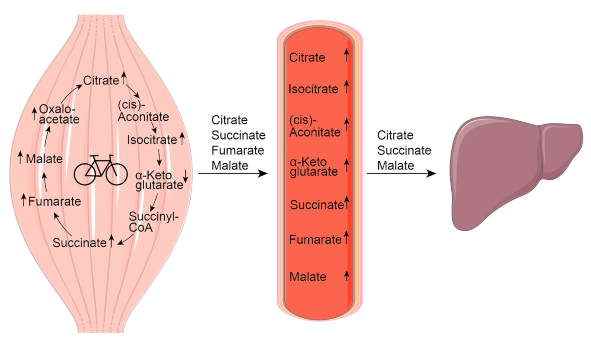 Metabolites 11 00474 g002