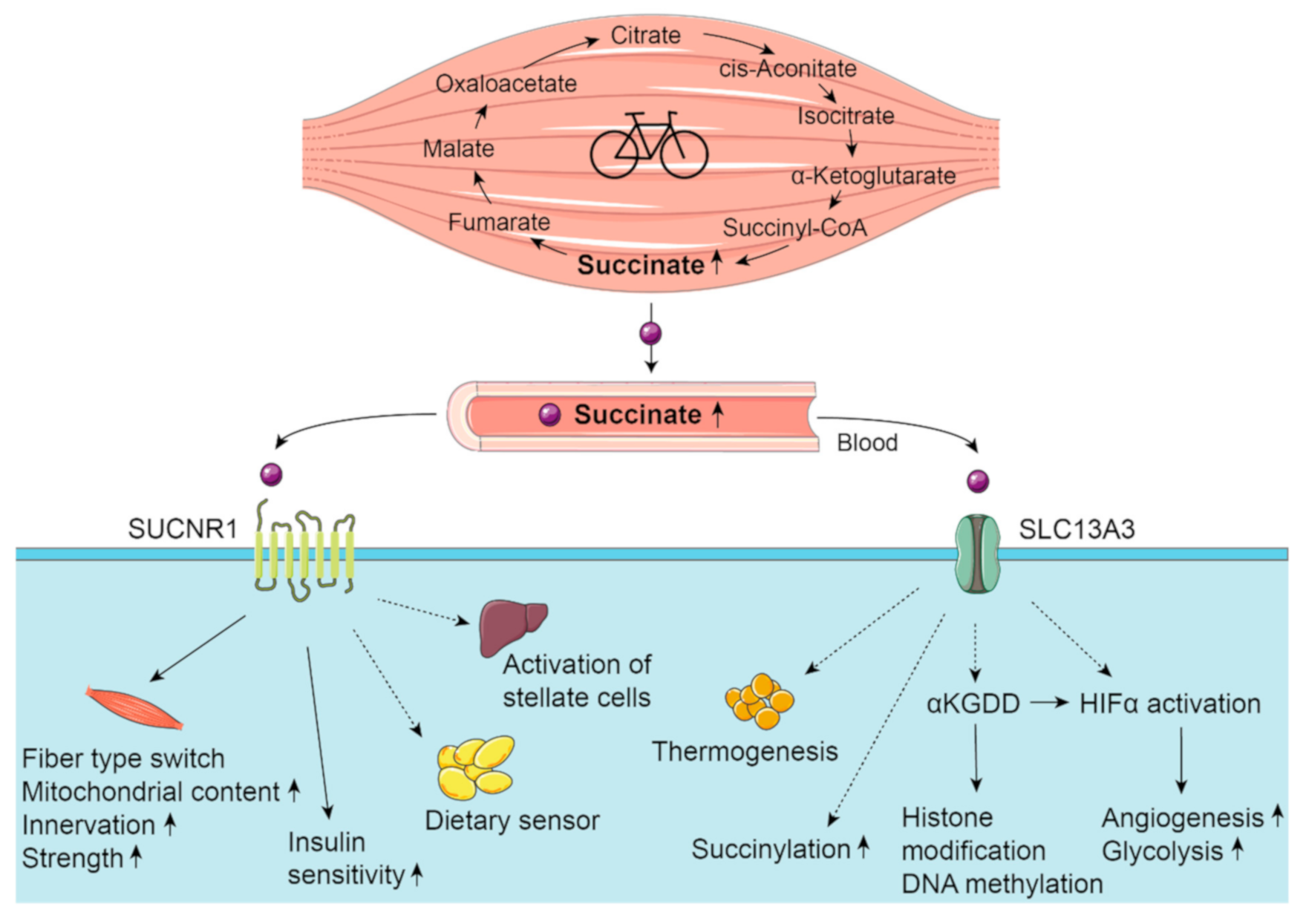 Metabolites 11 00474 g003