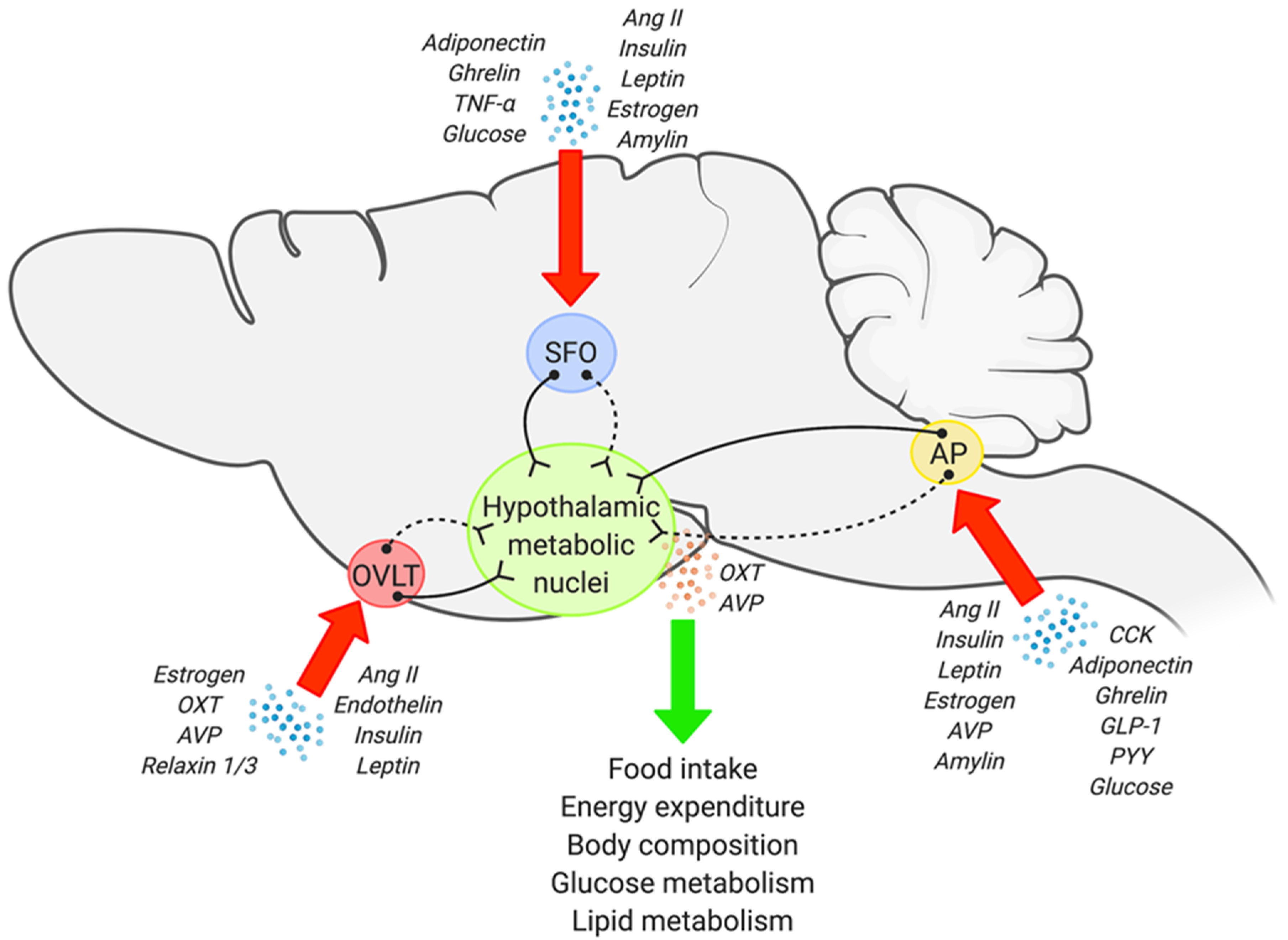 器官病理学 = Organ Pathology Sensory Circumventricular Organs, Neuroendocrine Control