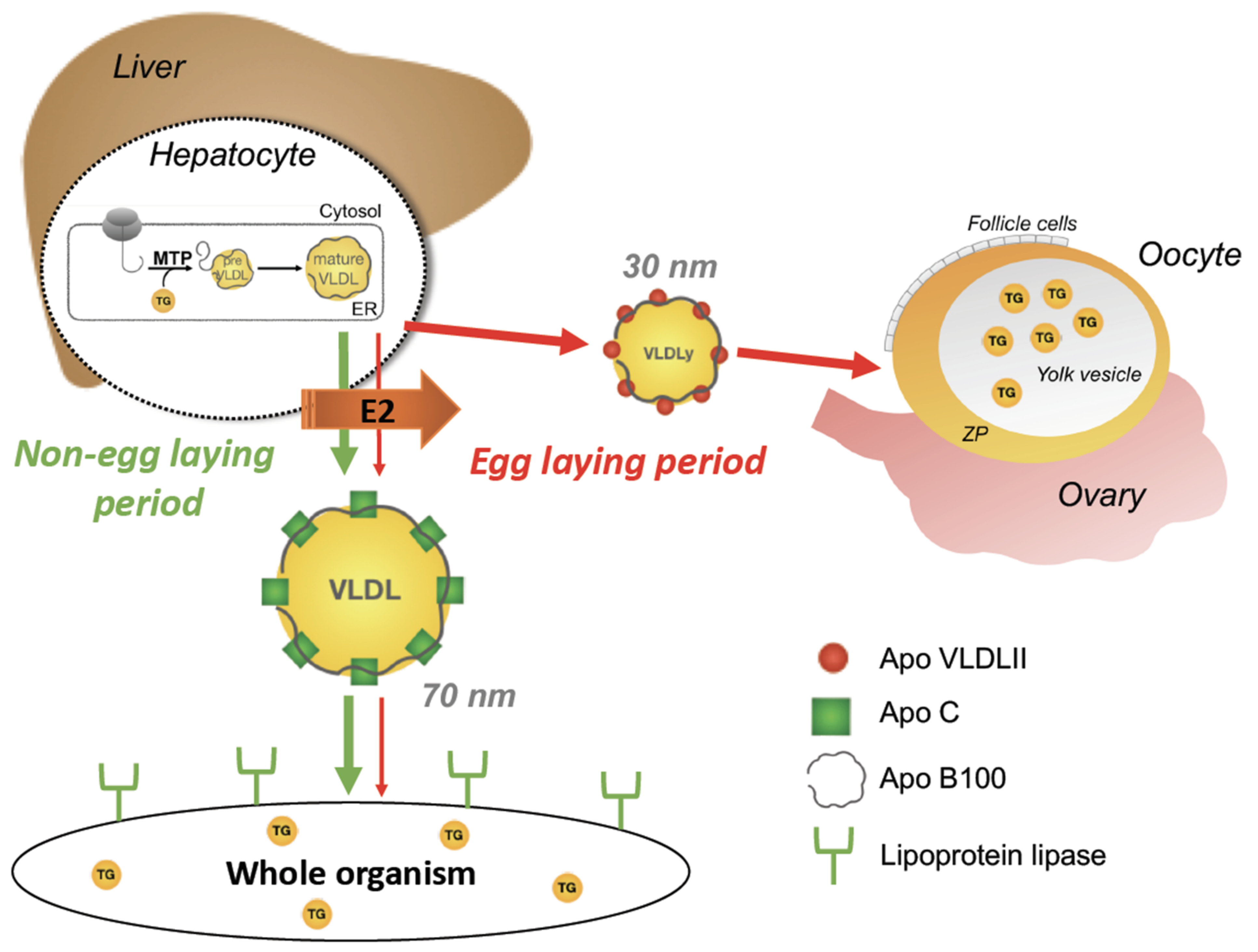 Metabolites 11 00502 g004 Metabolites 11 00502 g004