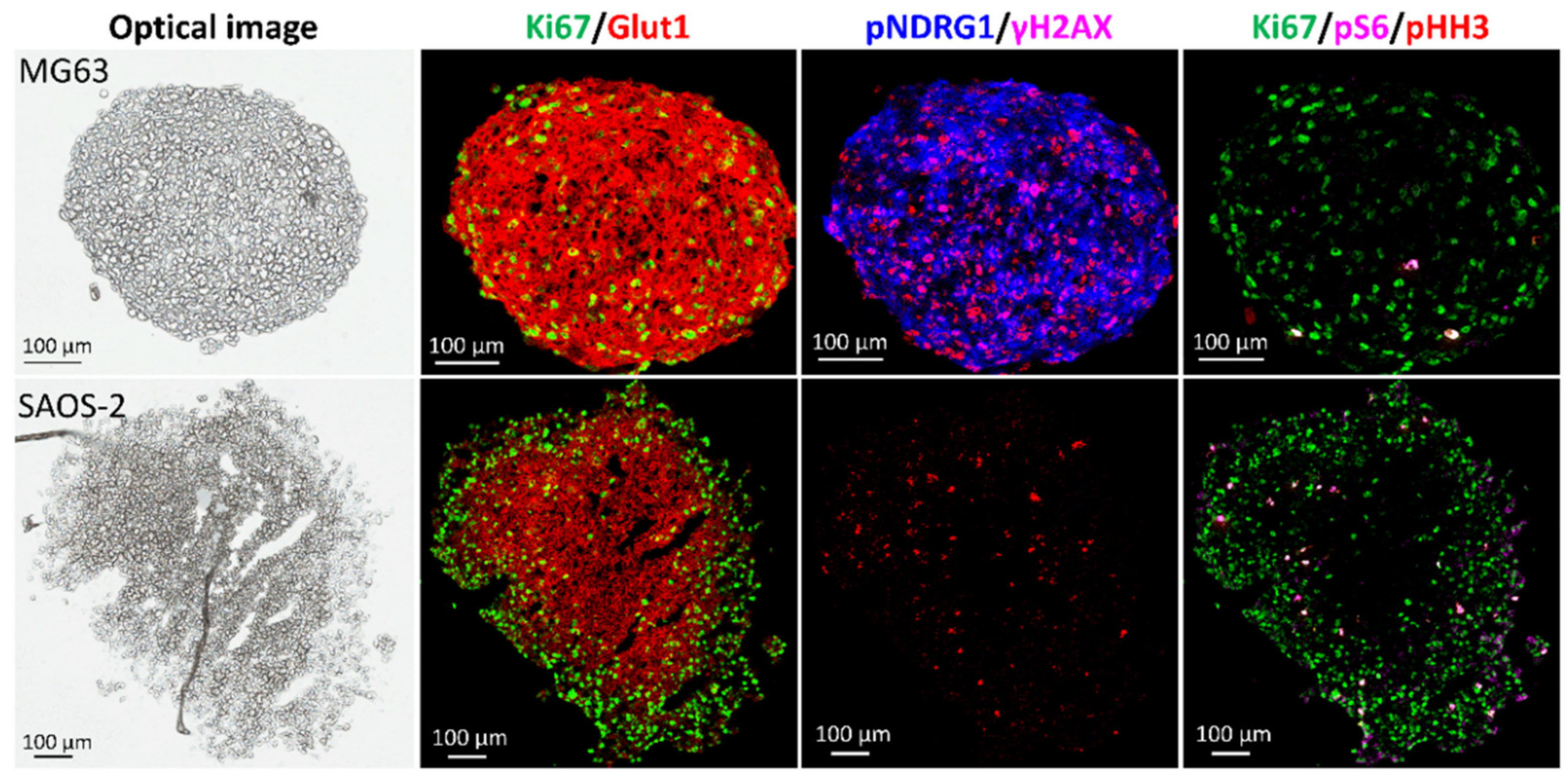 Metabolites 11 00506 g012