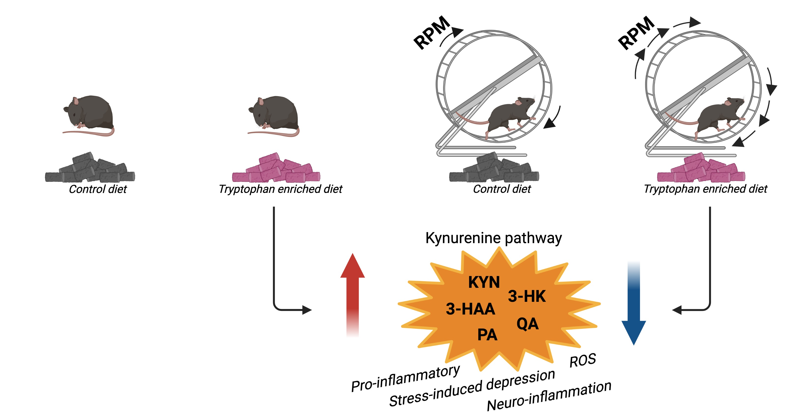 Metabolites | Free Full-Text | Effects Tryptophan Supplementation and Exercise the Fate Metabolites in Mice and Humans
