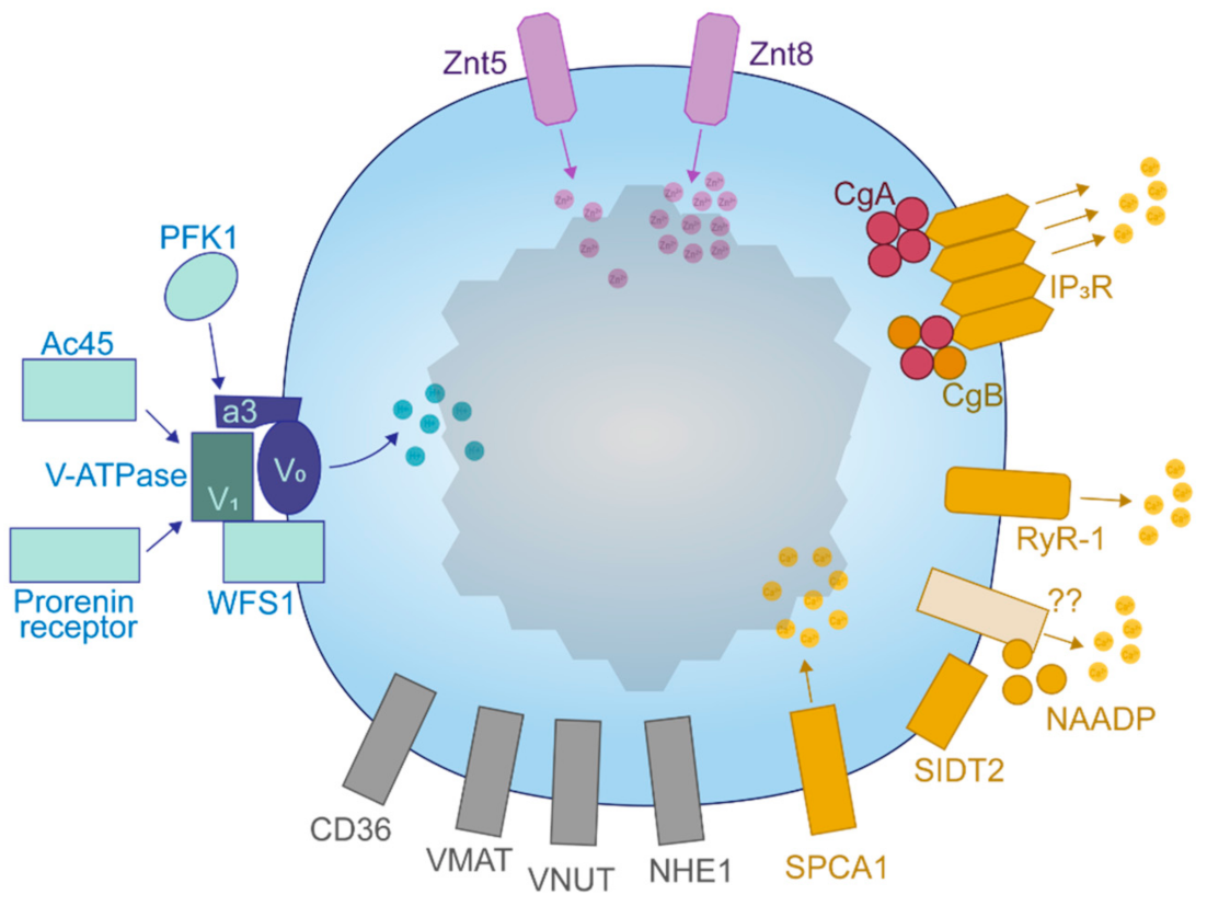 Metabolites 11 00515 g006 Metabolites 11 00515 g006