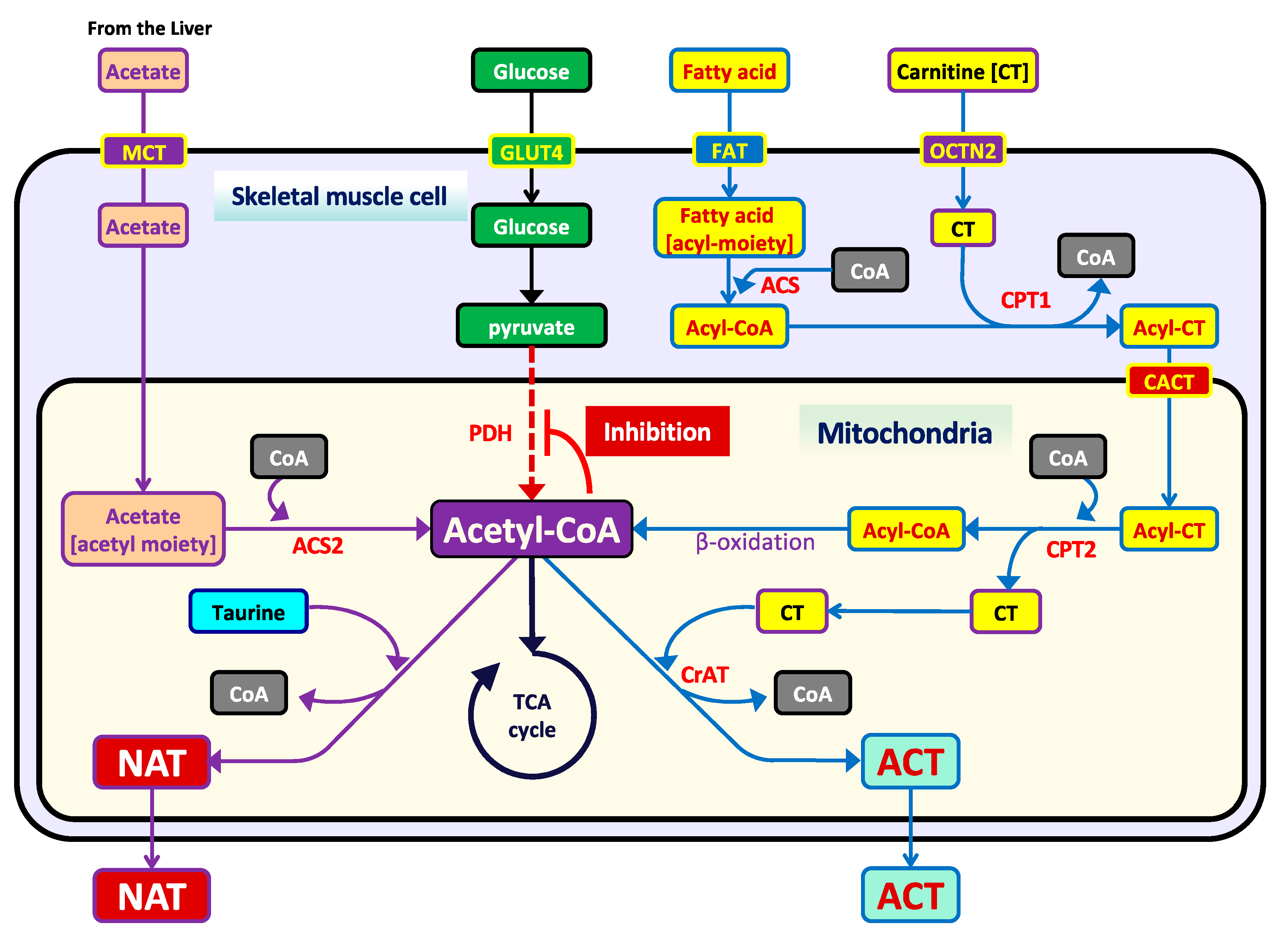 Metabolites 11 00522 g001