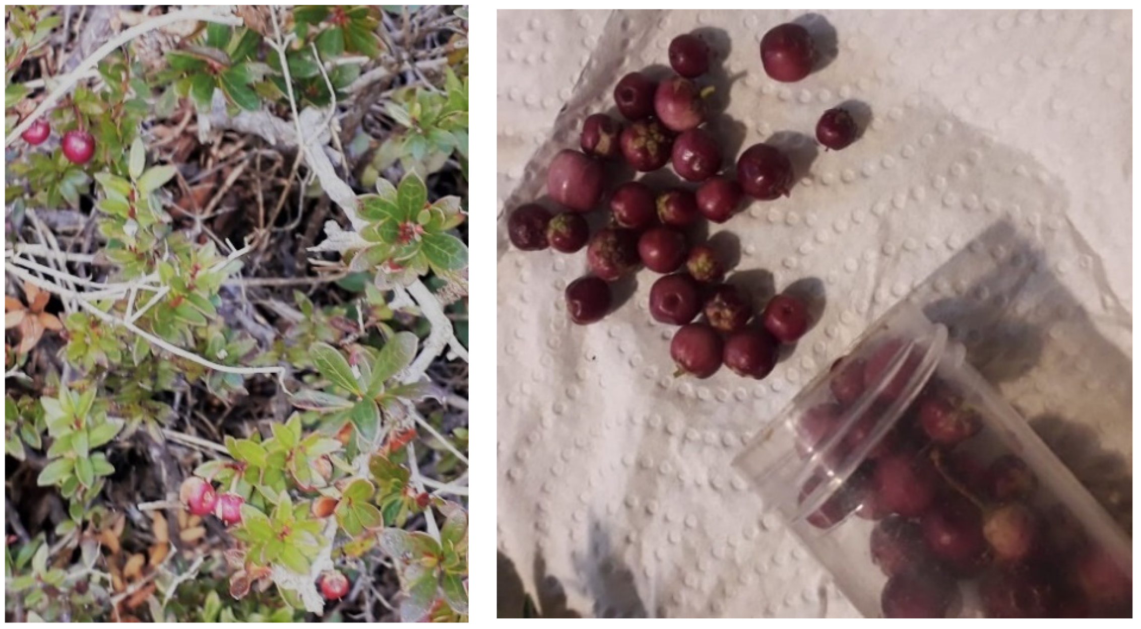 Metabolites 11 00523 g001 Metabolites 11 00523 g001