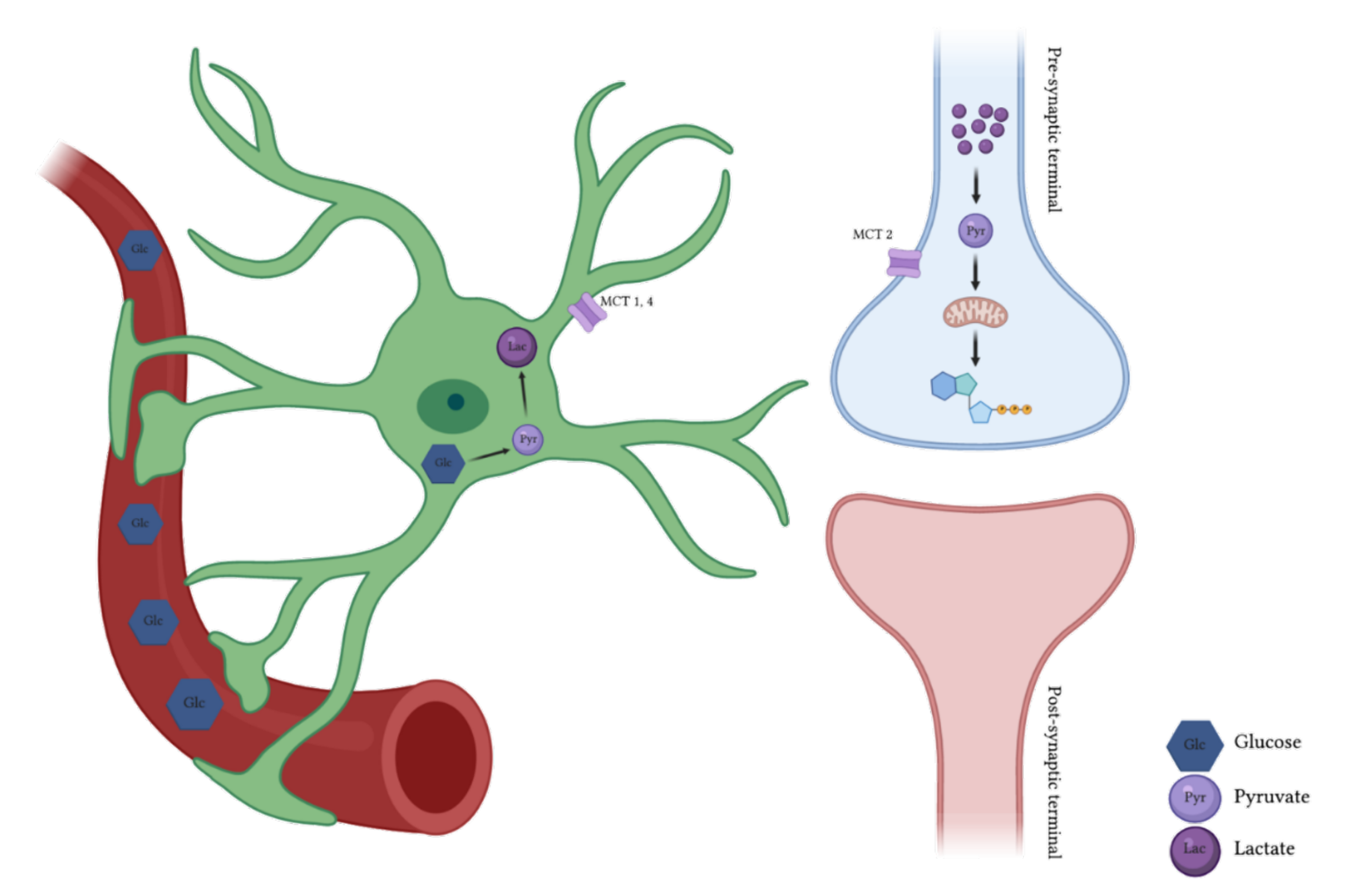 Lactate Attenuates Synaptic Transmission and Affects Brain Rhythms  Featuring High Energy Expenditure - ScienceDirect