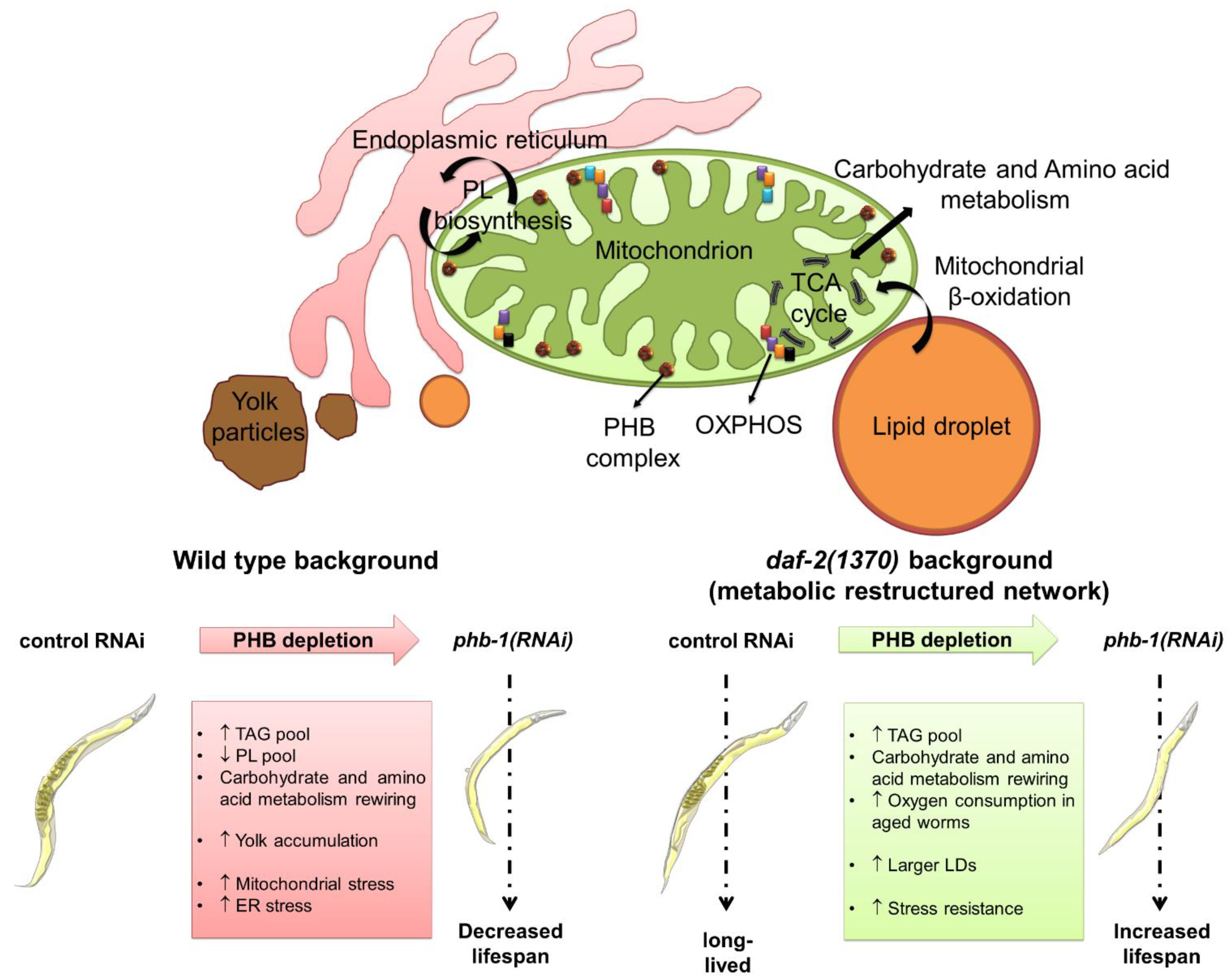 Metabolites 11 00636 g001 Metabolites 11 00636 g001