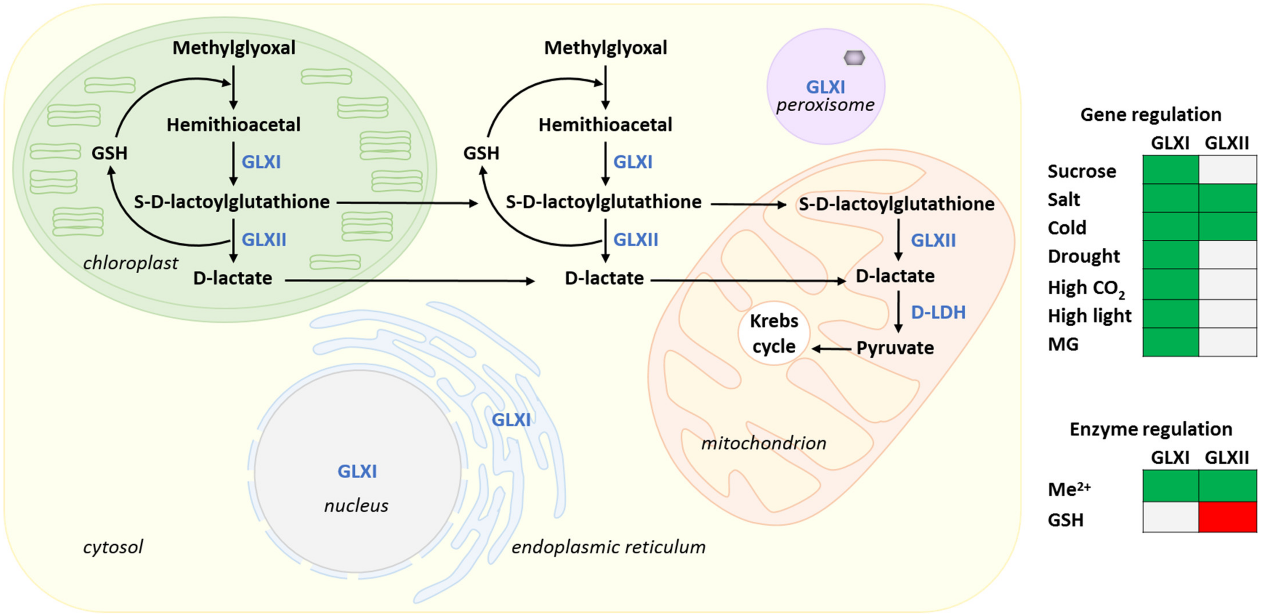 Glutathione Metabolism in Plants under Stress: Beyond