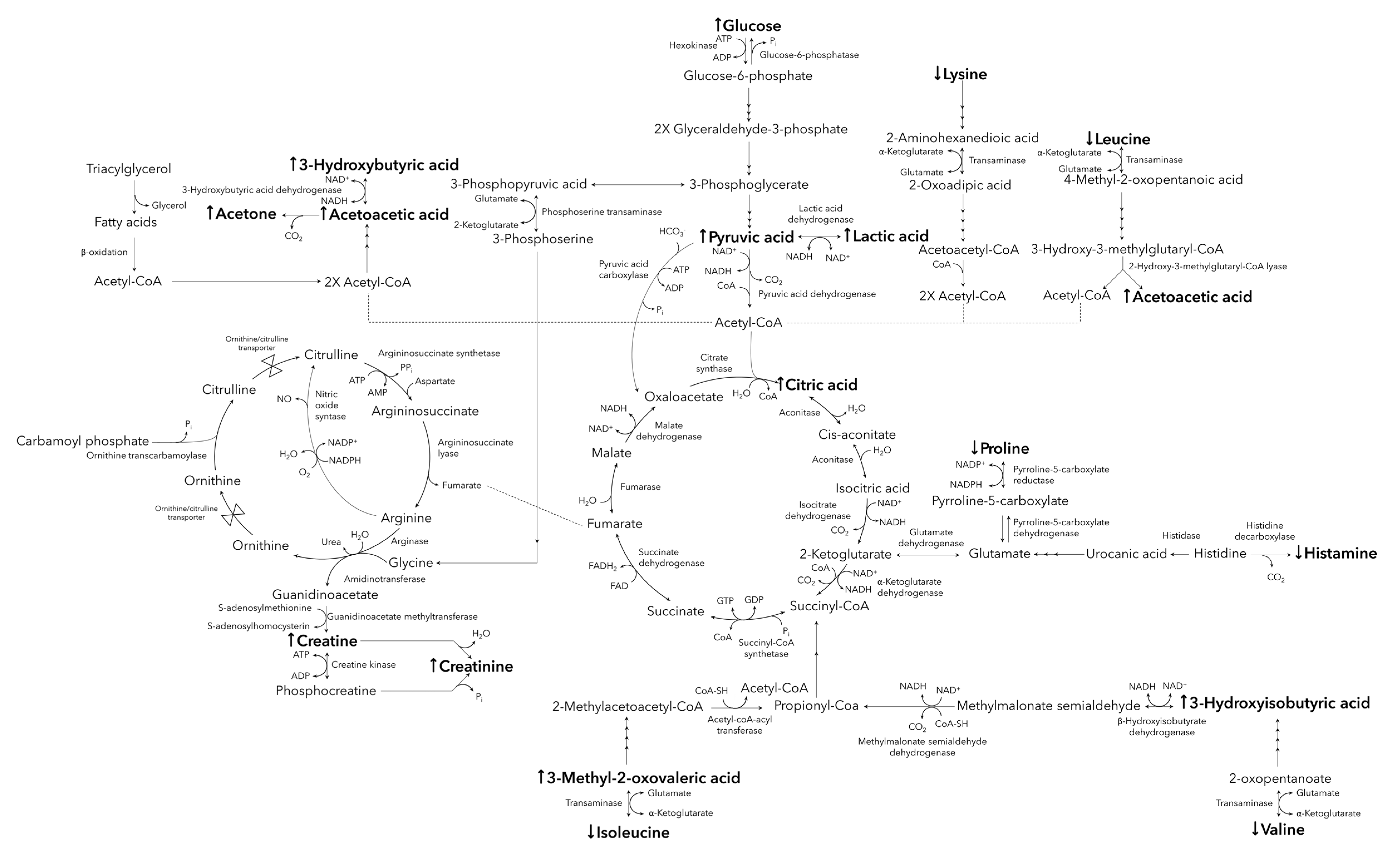 Metabolites 11 00656 g002
