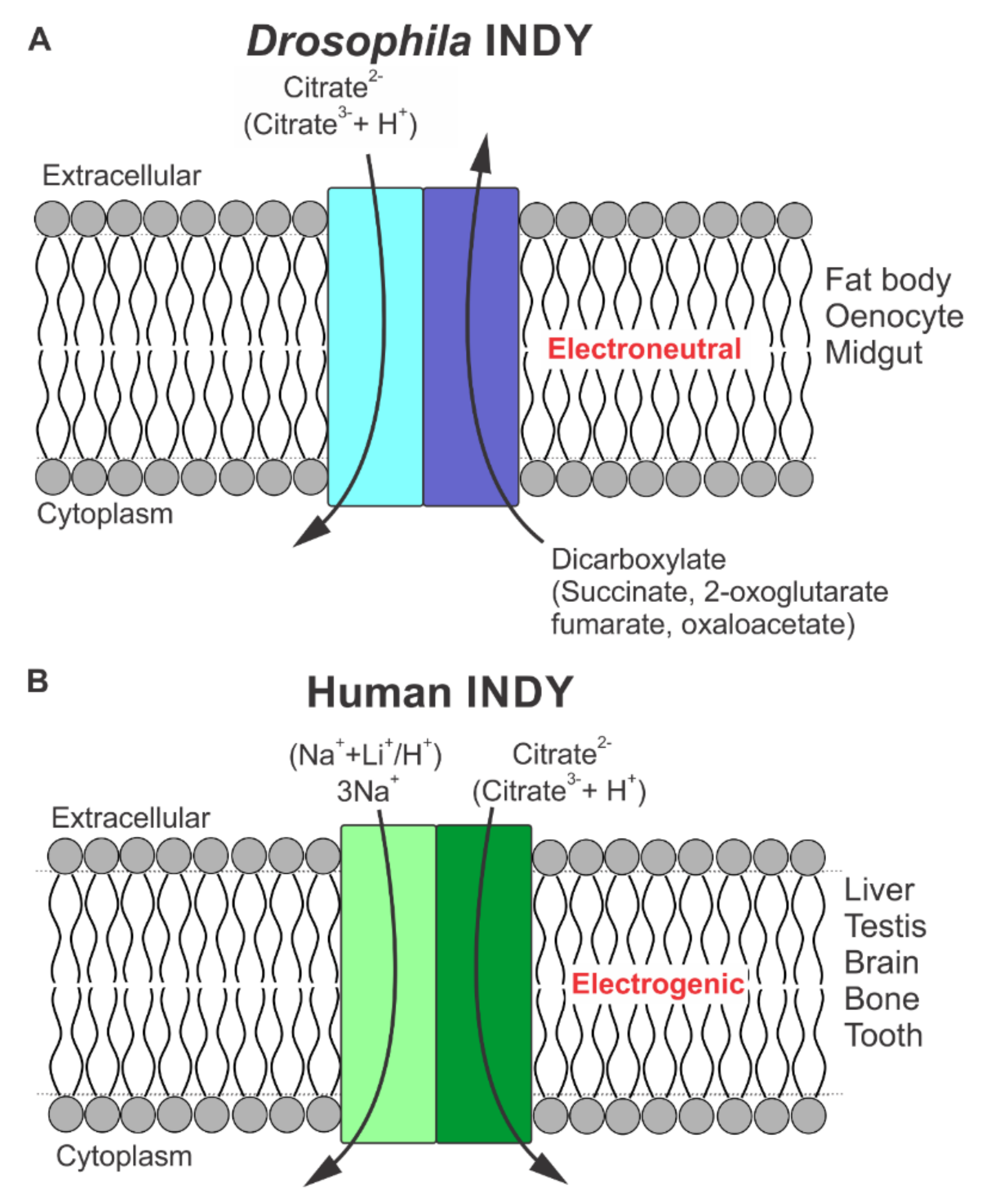 Metabolites 11 00669 g001 Metabolites 11 00669 g001